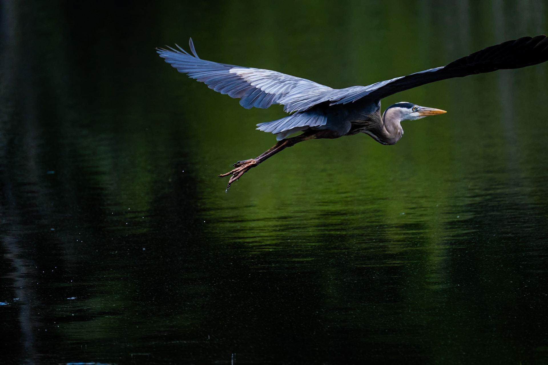 Great Blue Heron