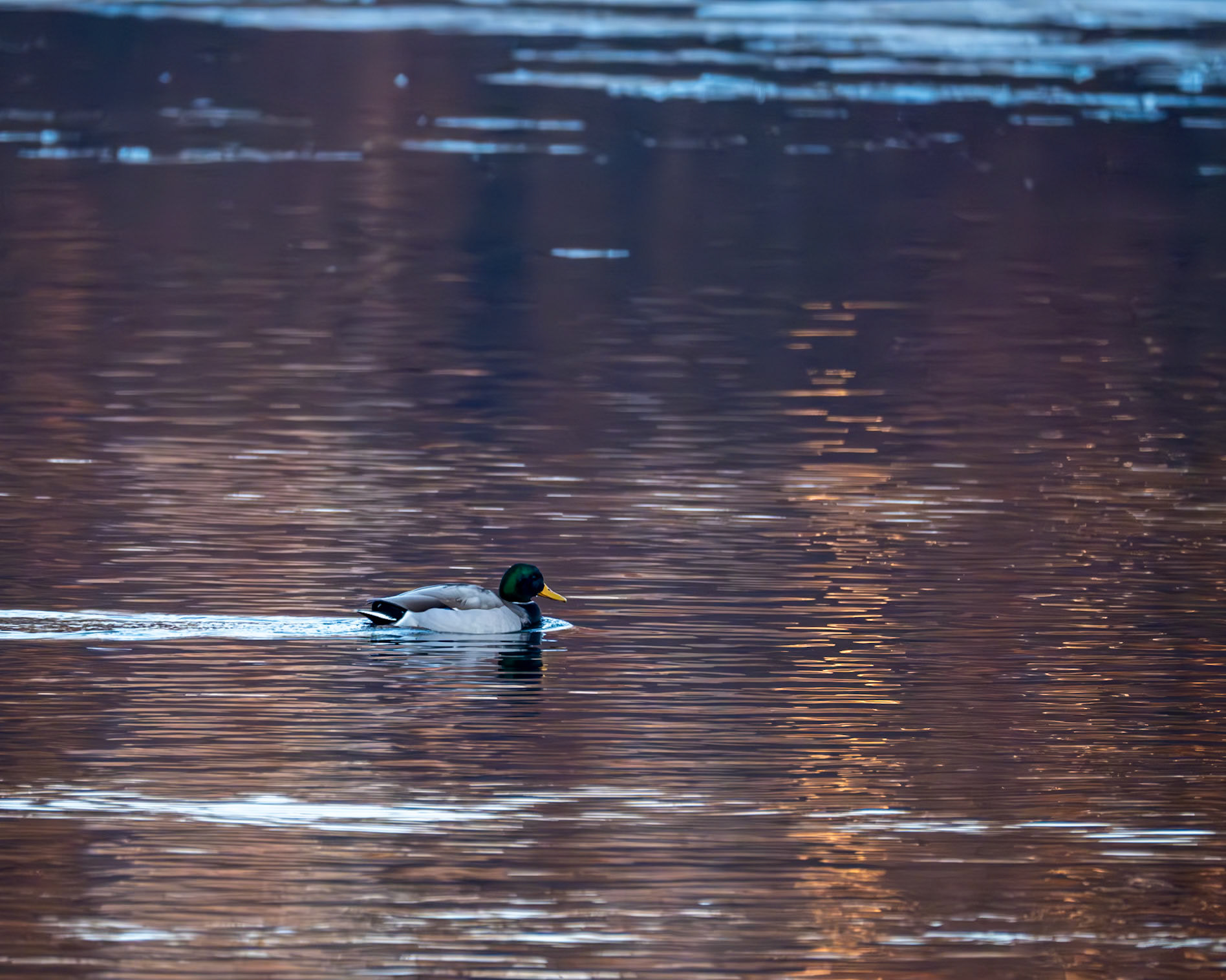 Mallard
