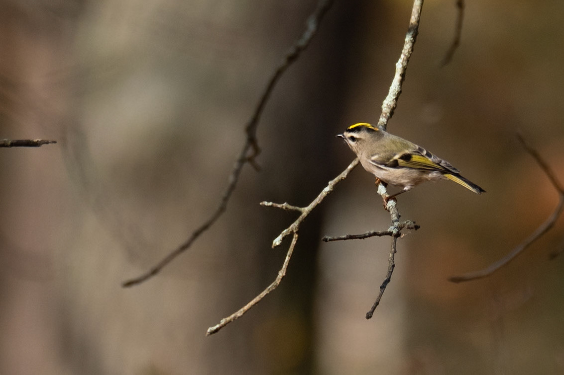 Golden-crowned Kinglet