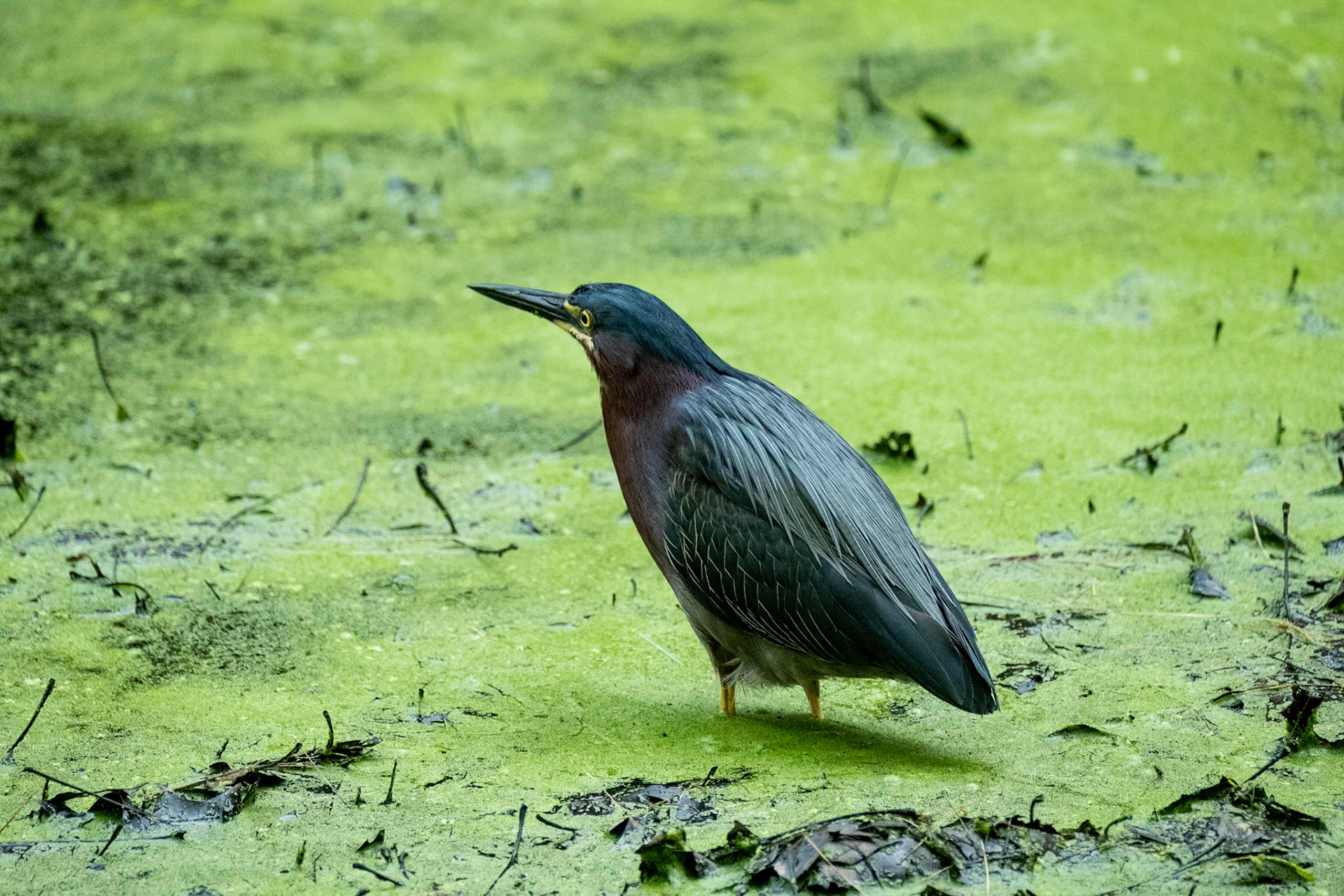 Green Heron
