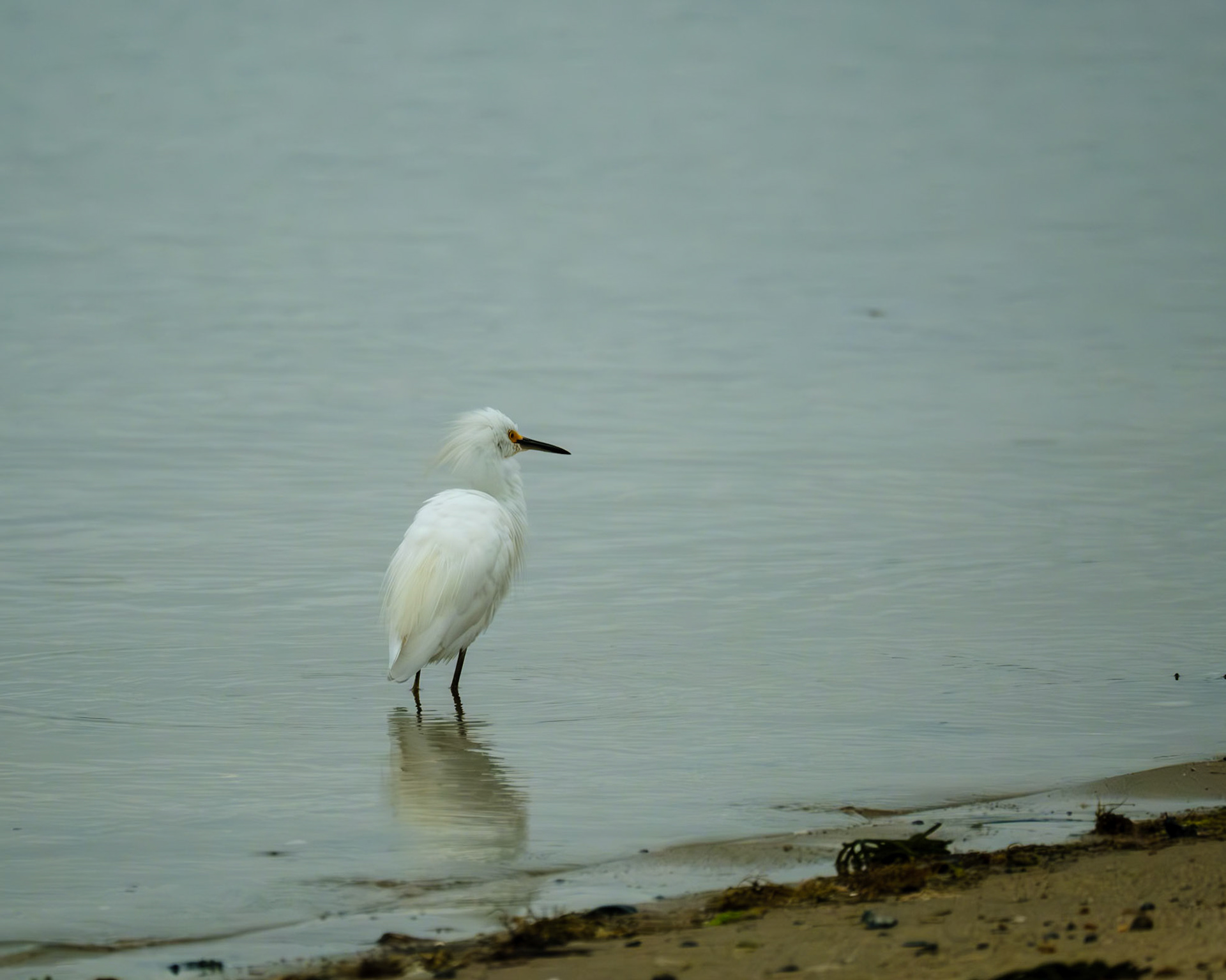 Snowy Egret