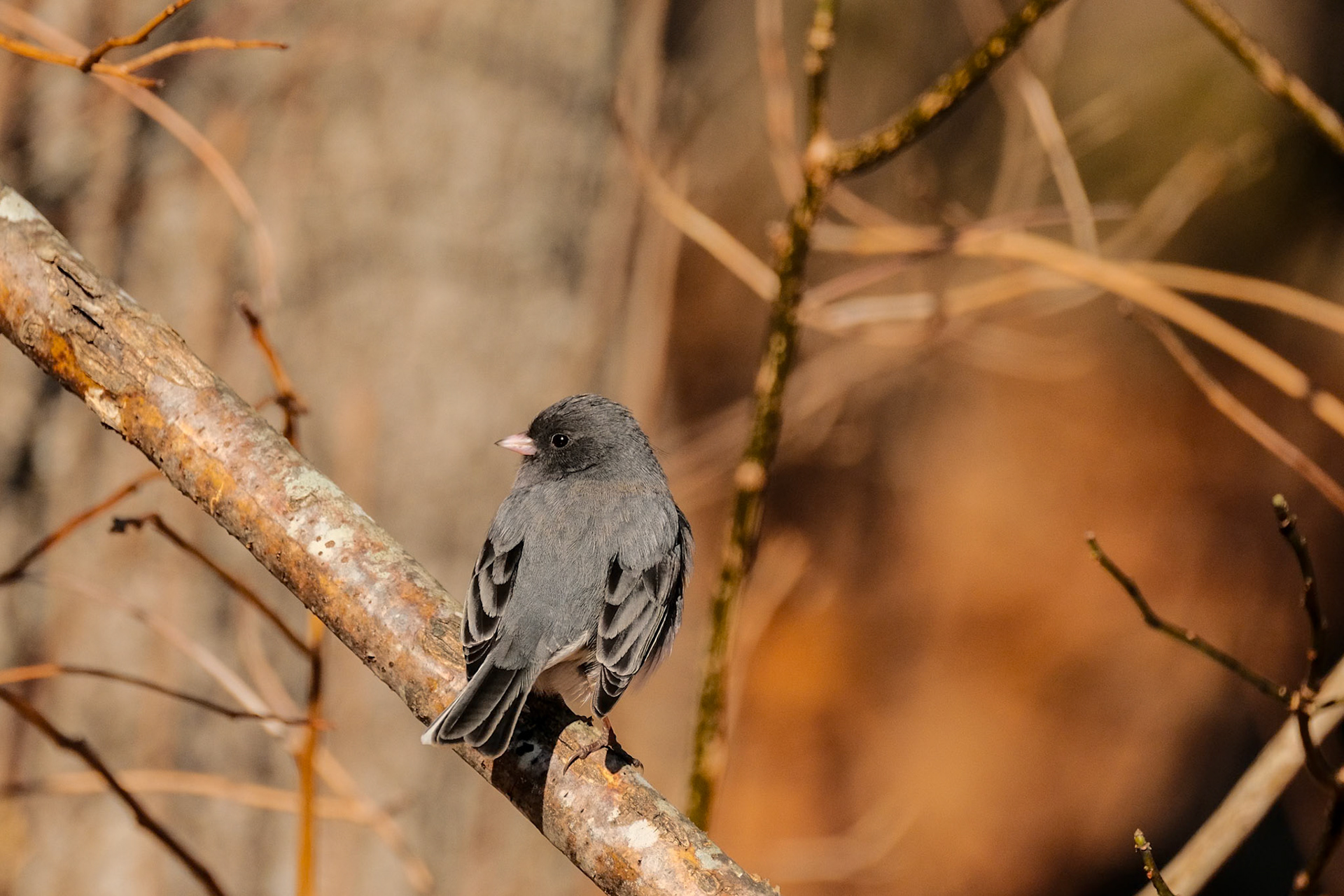 Dark-eyed Junco