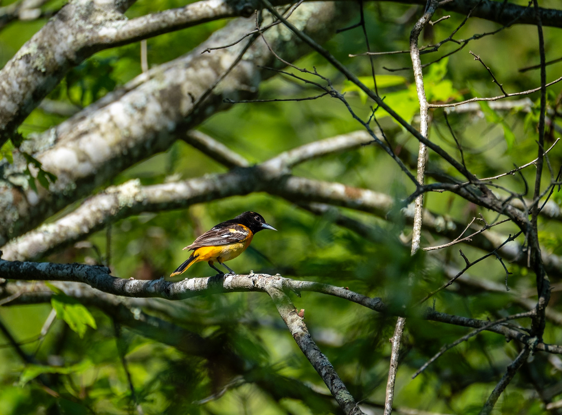 Baltimore Oriole