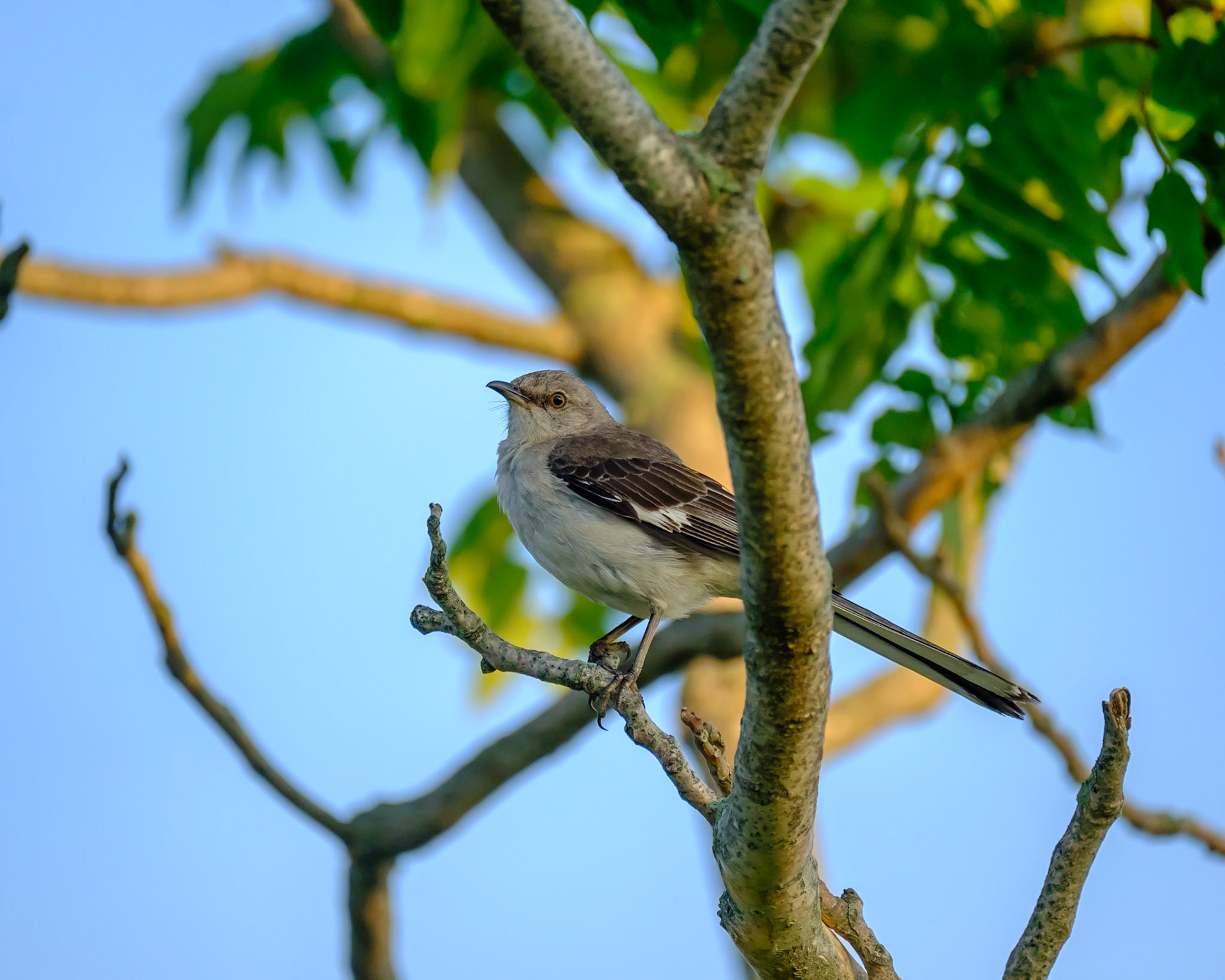 Northern Mockingbird