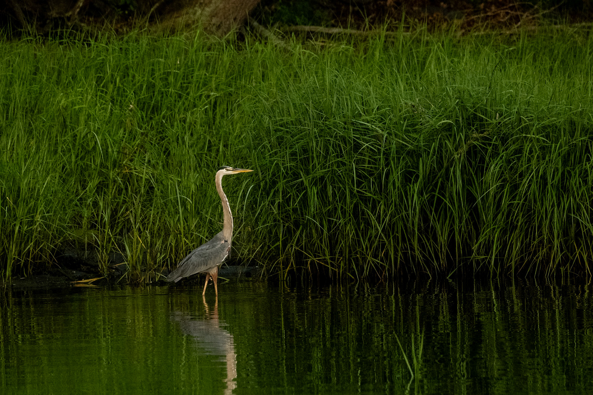 Blue Heron