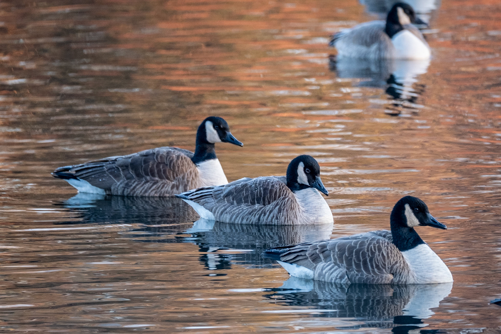 Canada Geese