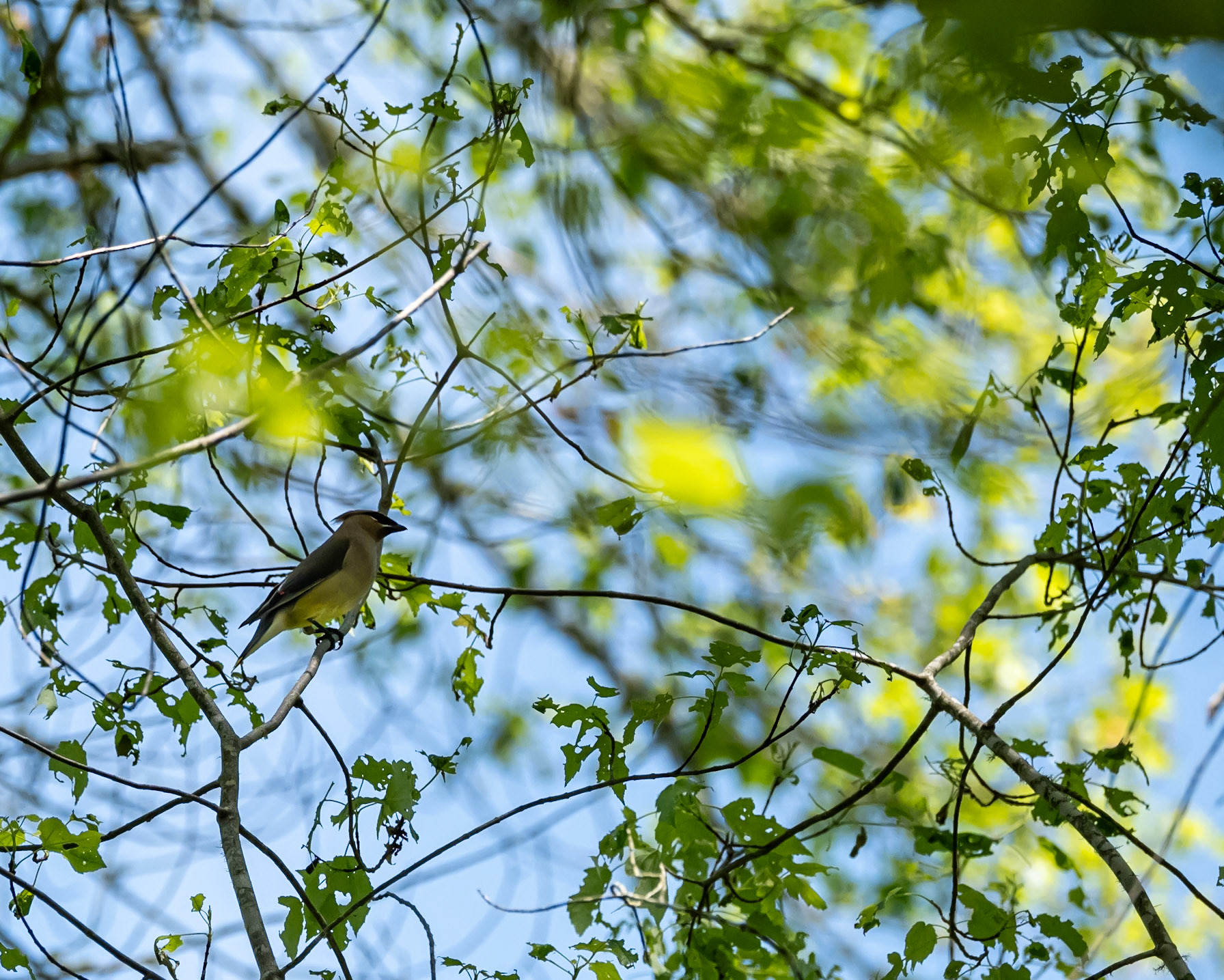 Cedar Waxwing