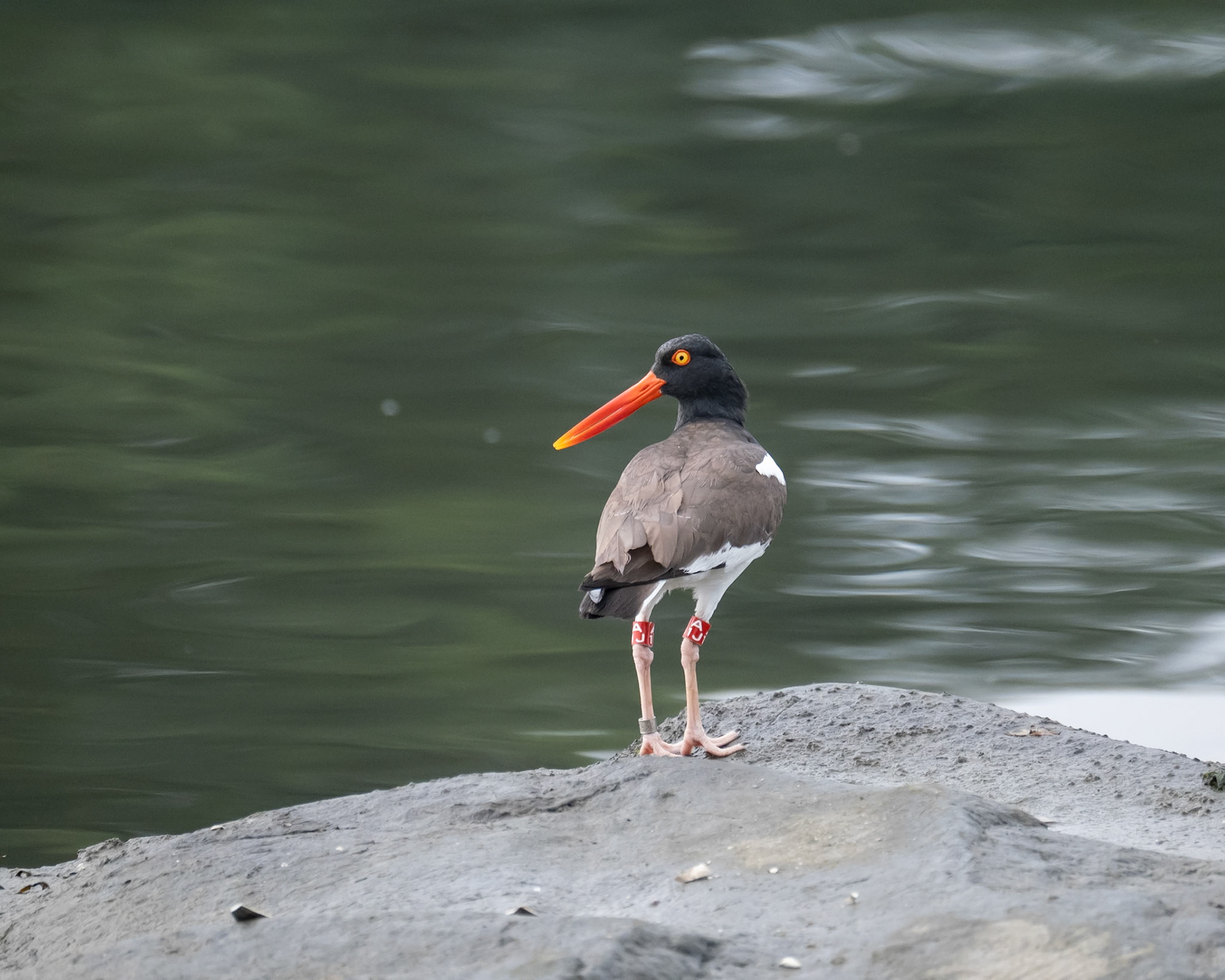American Oystercatcher