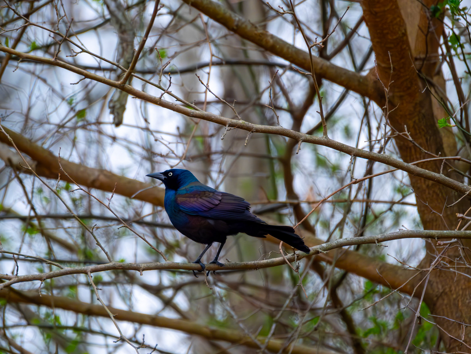 Common Grackle