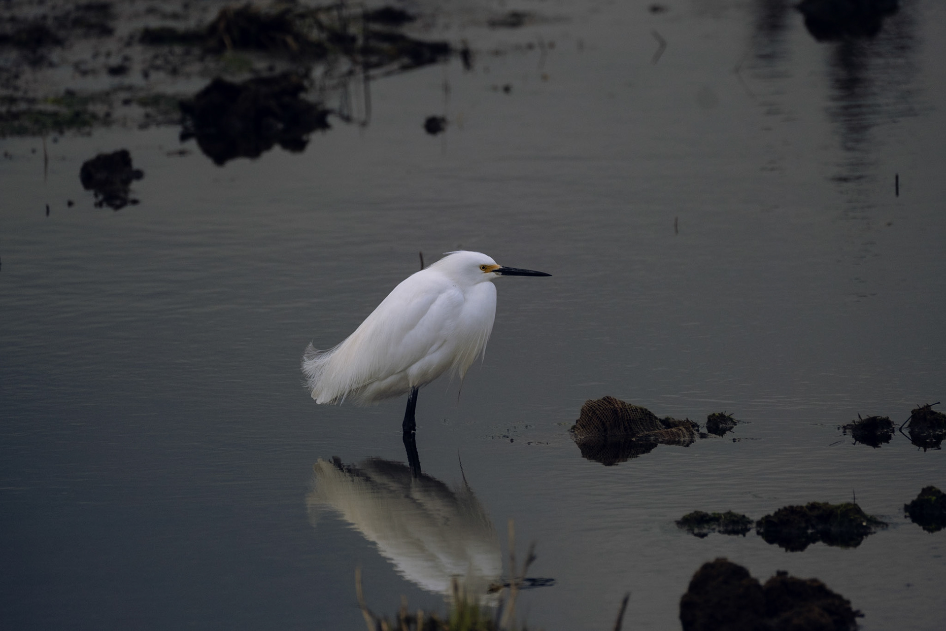 Snowy Egret