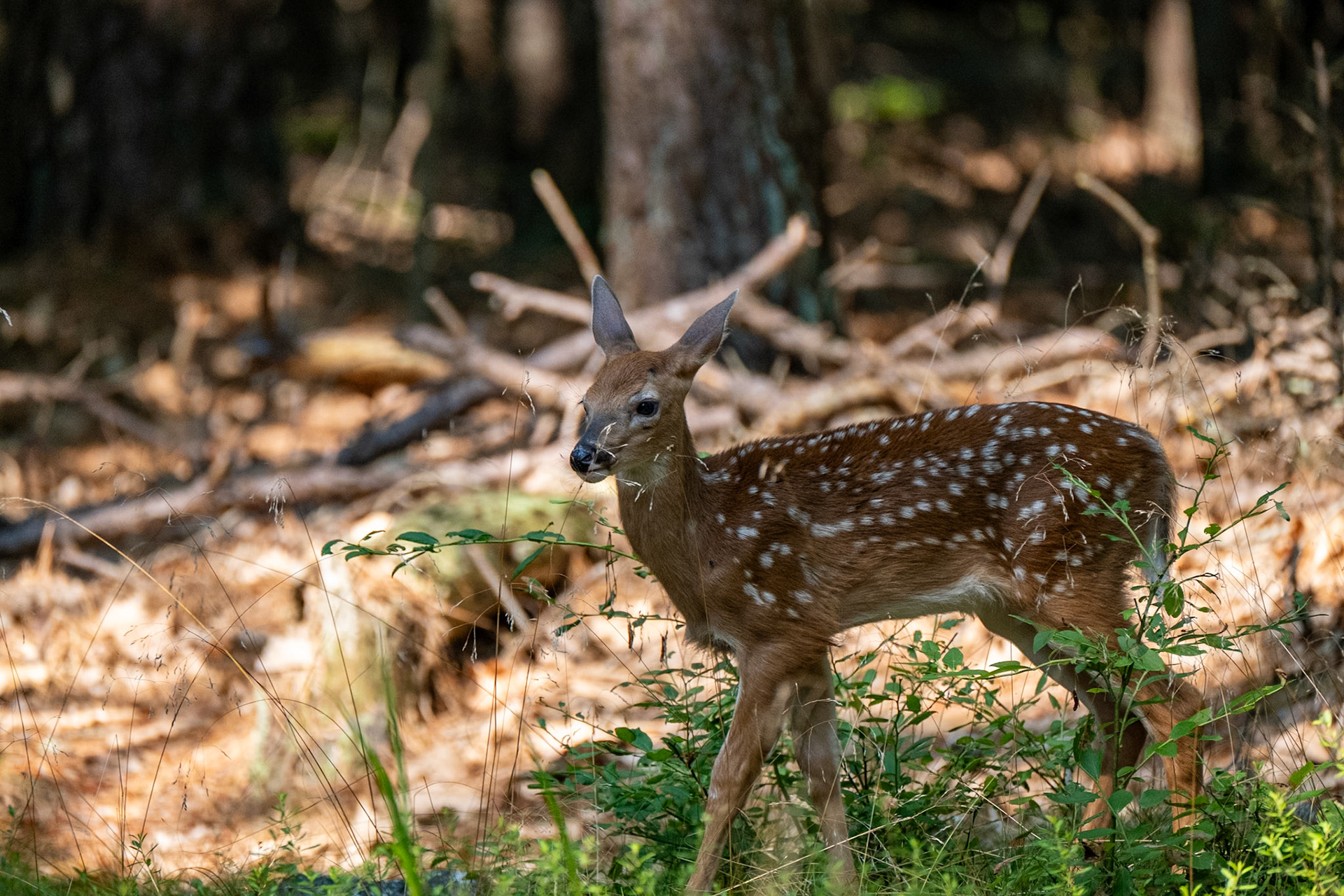 White tail fawn