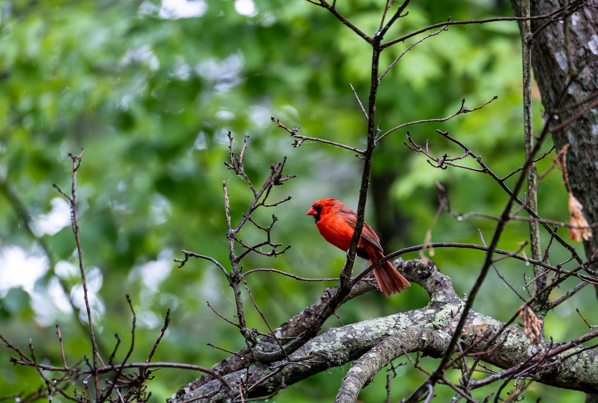 Northern Cardinal