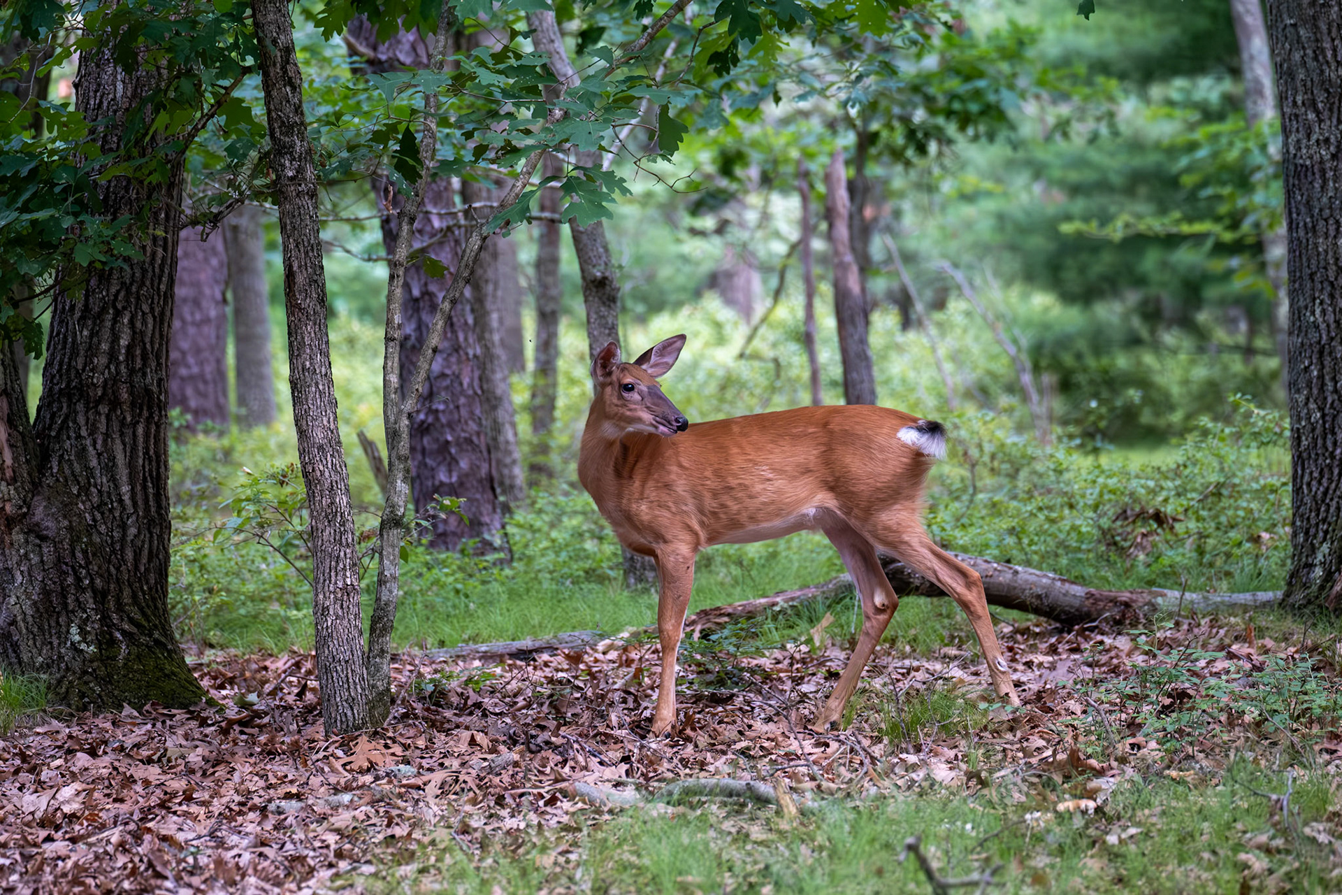 White tail deer