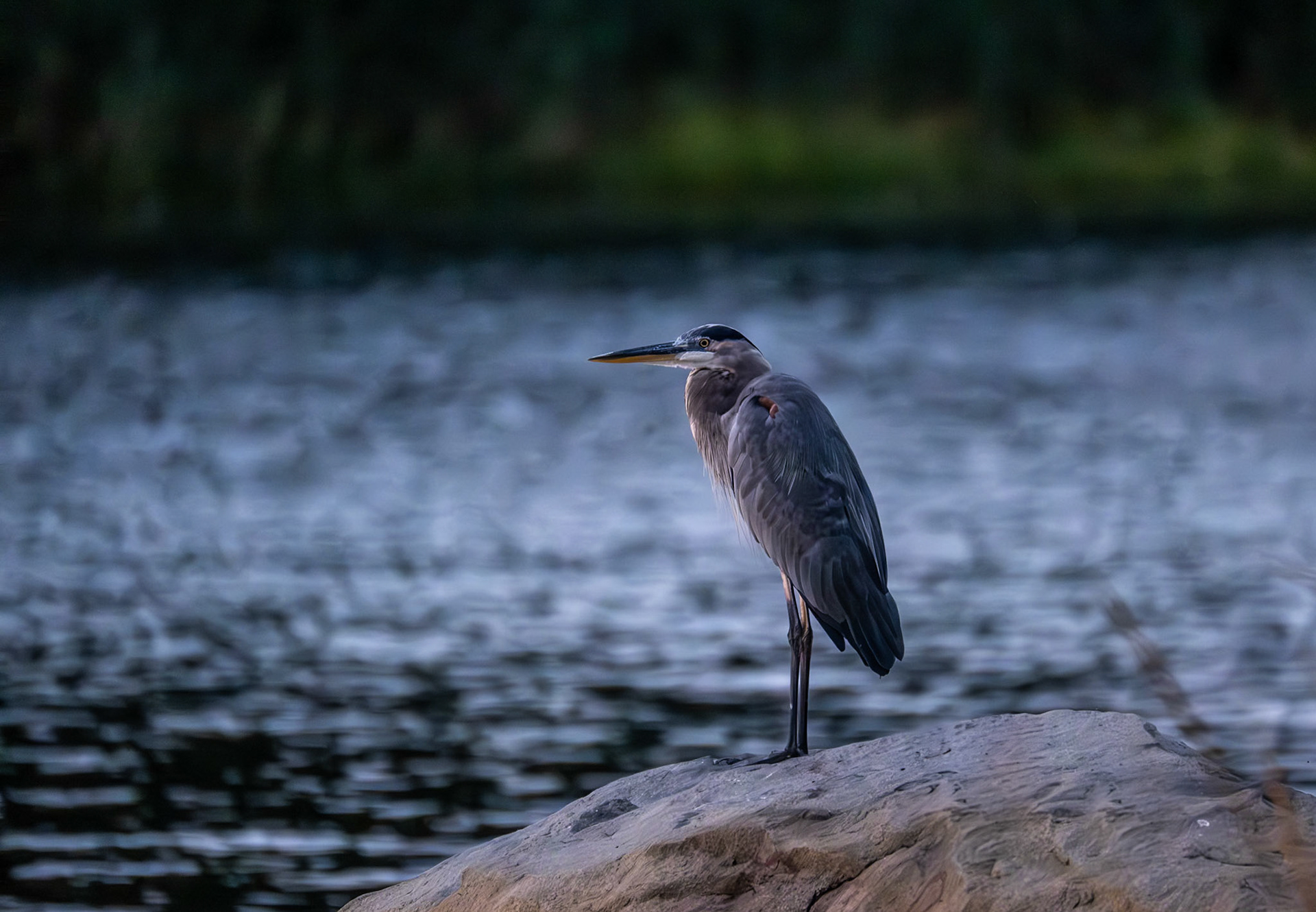 Great Blue Heron
