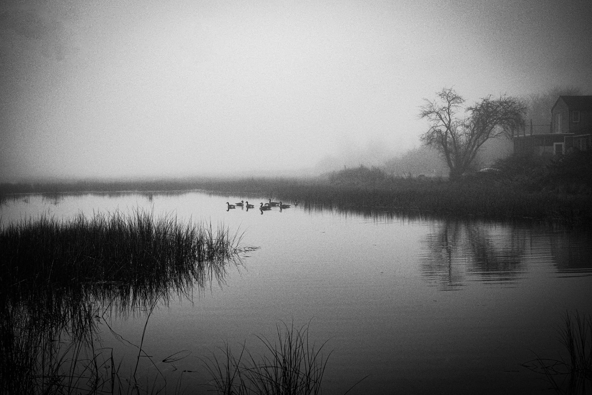 Conimicut