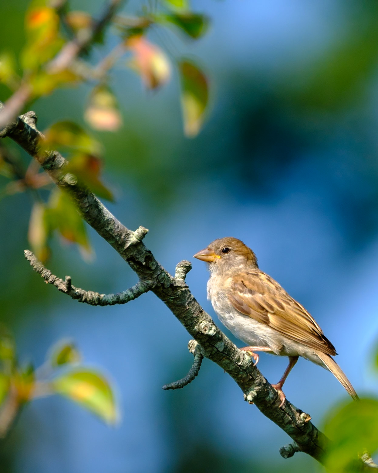House Sparrow