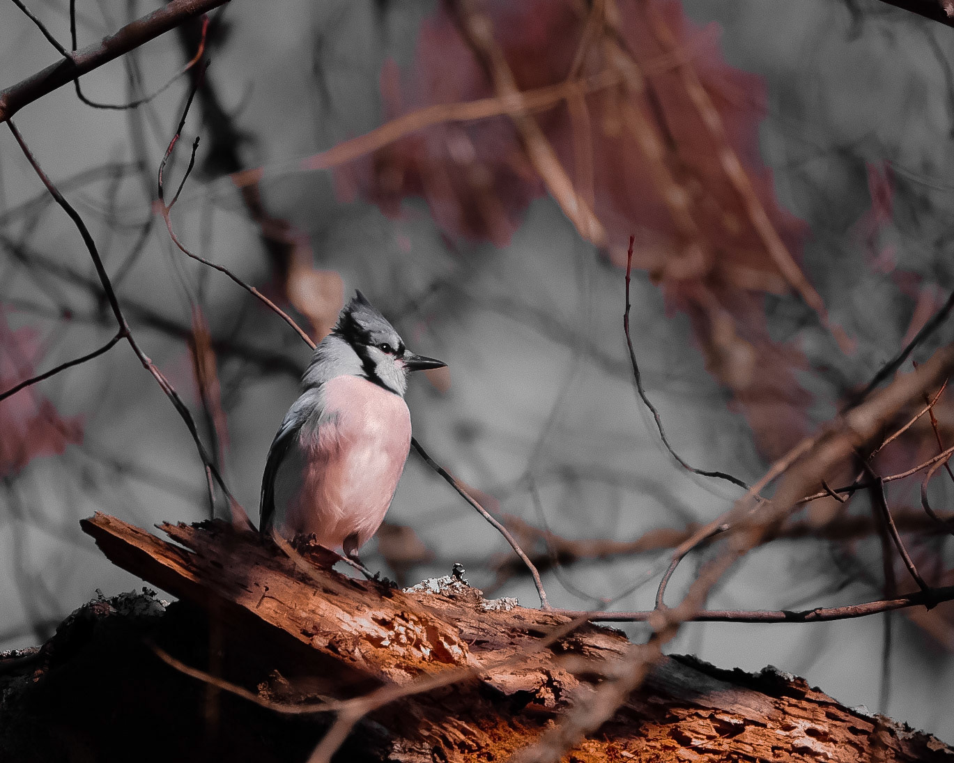 Bluejay