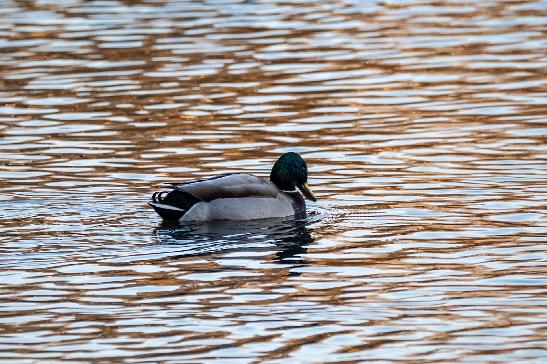 Mallard