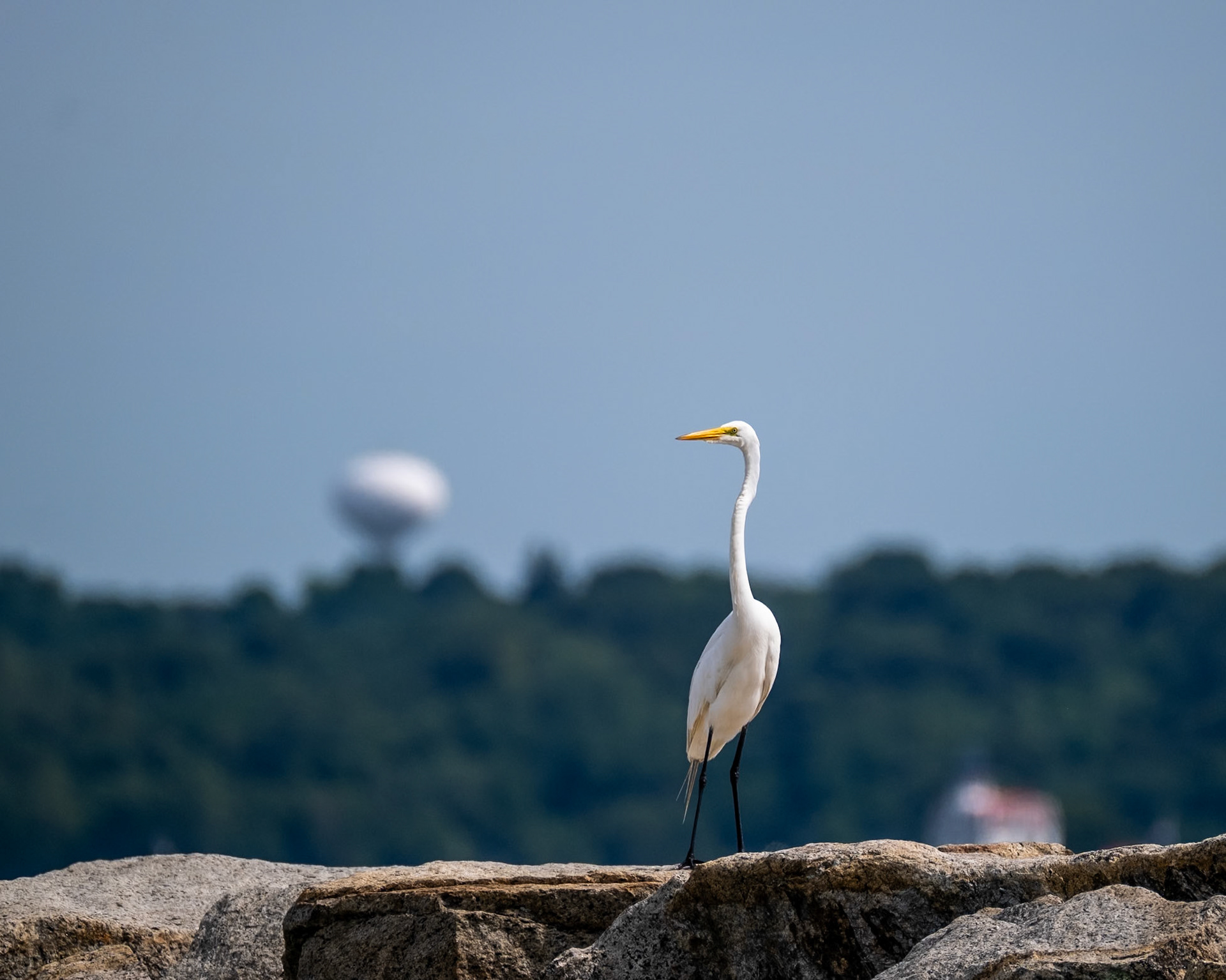 Great Egret