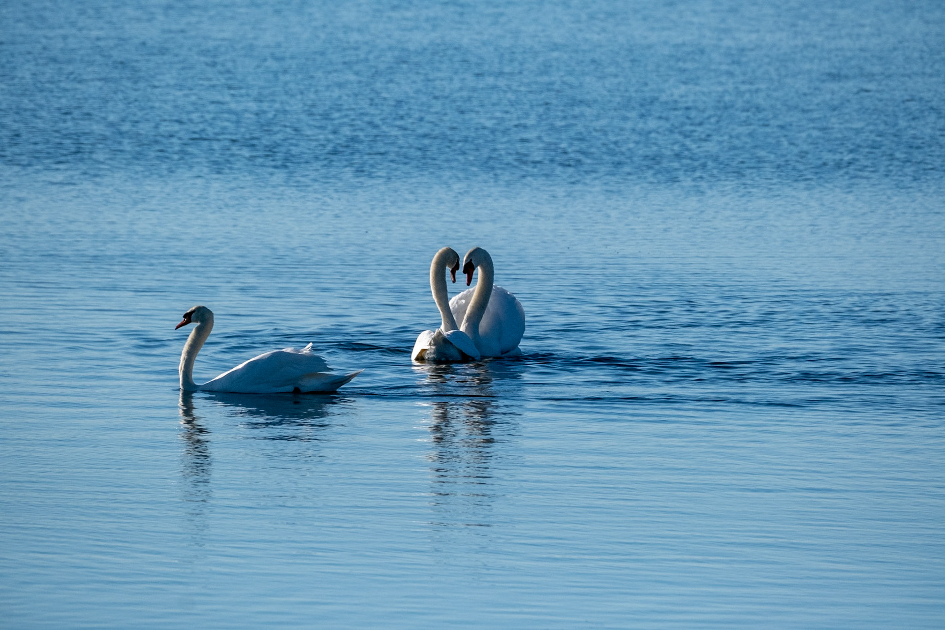 Mute Swans "Love"