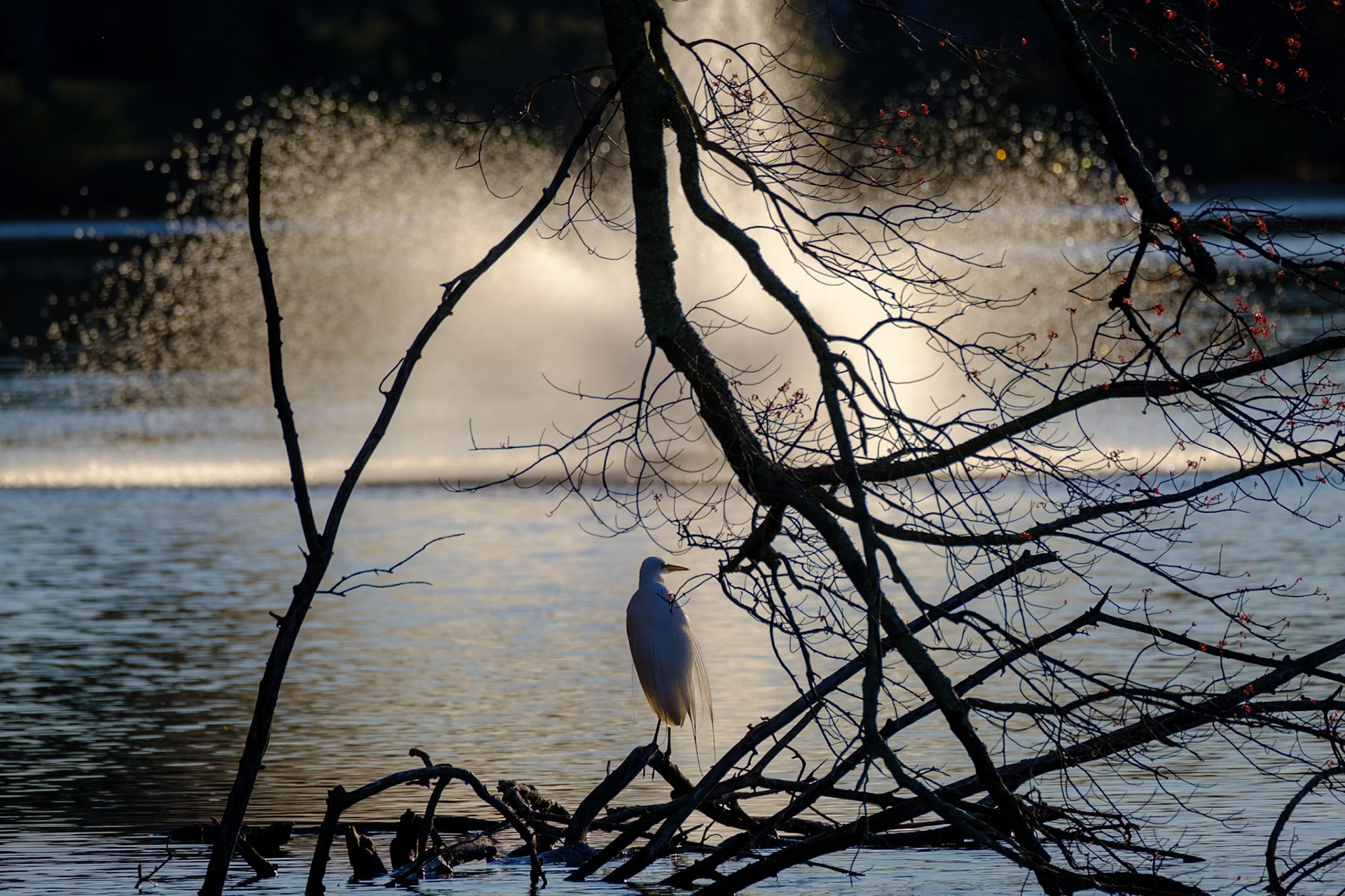 Sihouette Great Egret