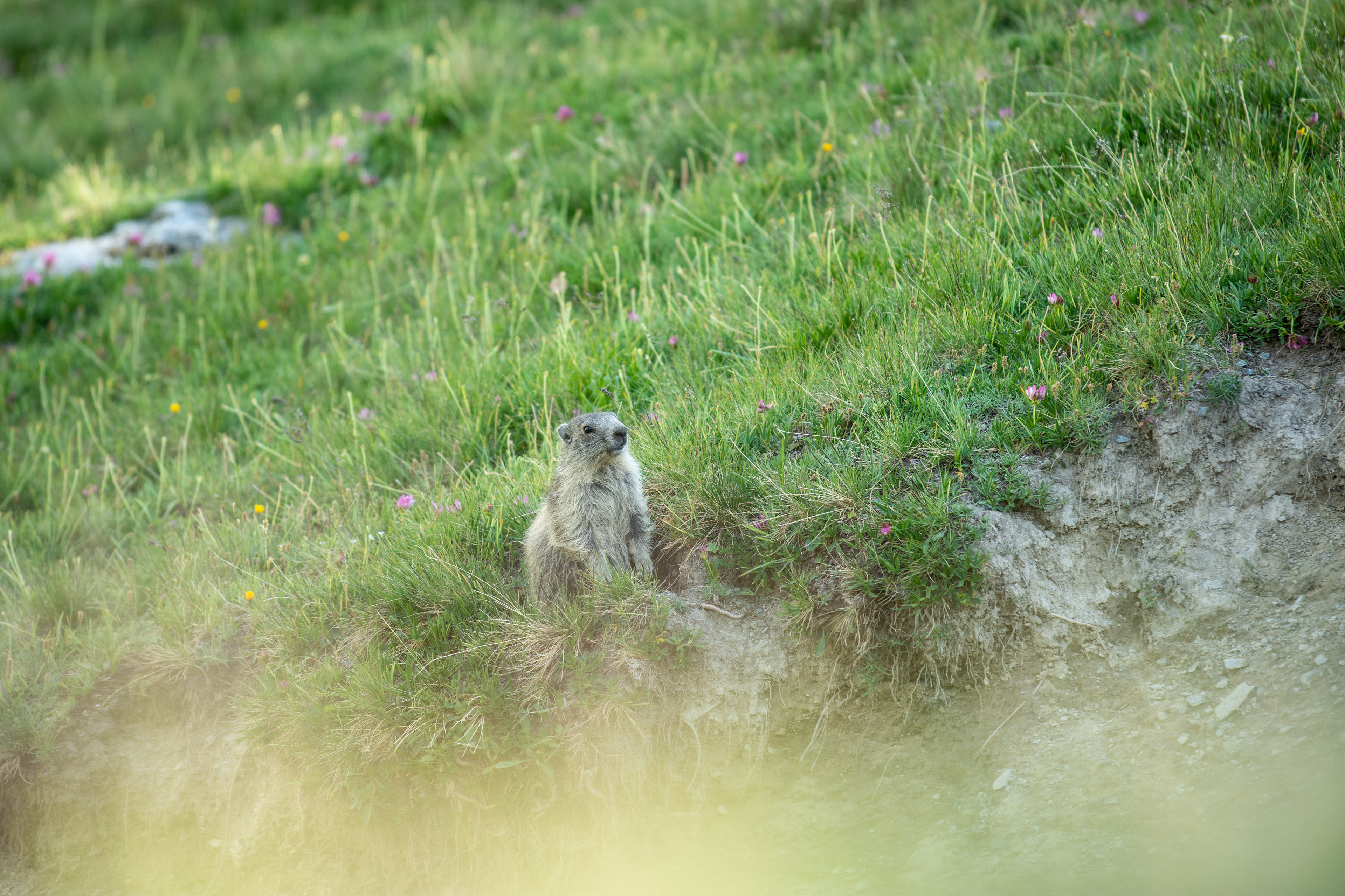 Marmotte dans la Réserve du Mont-Pourri