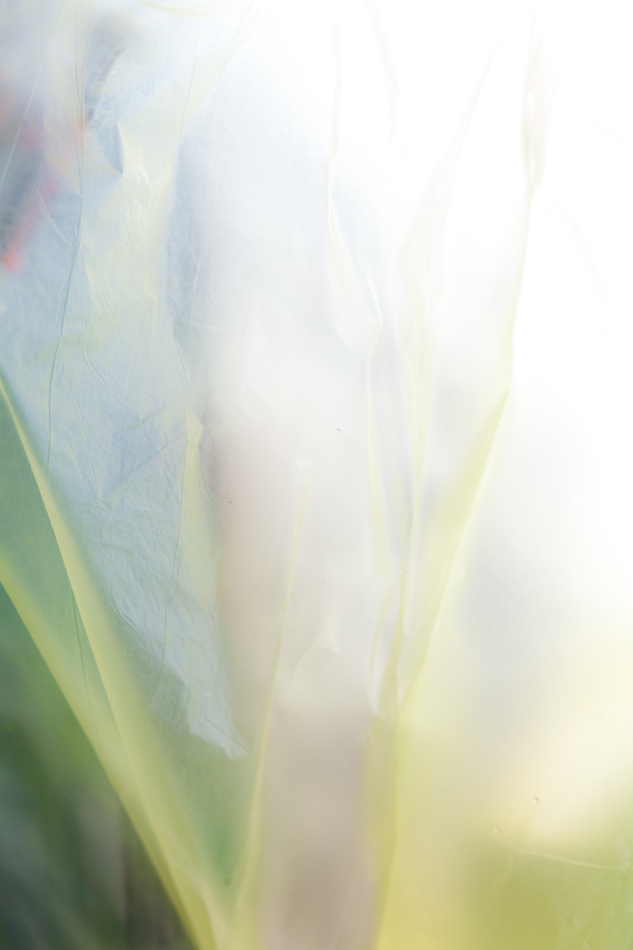 Flora