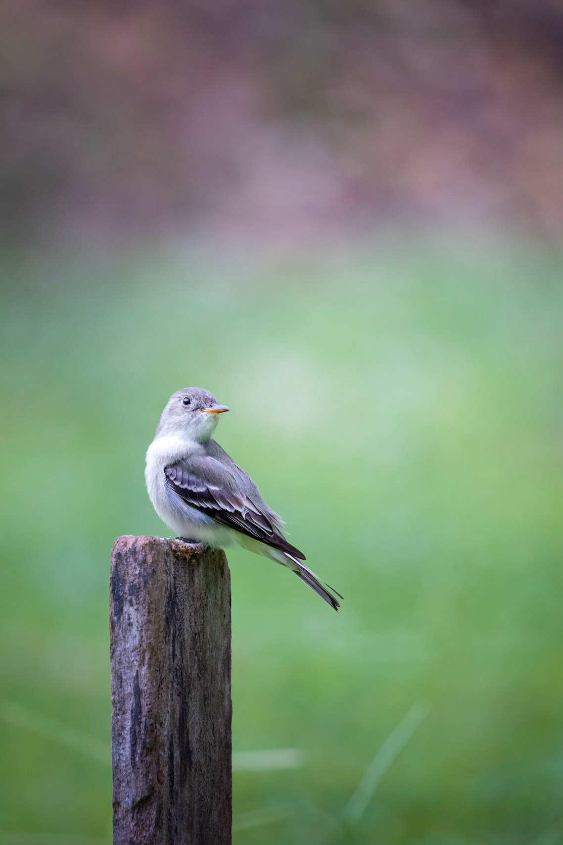 Tropical pewee | © Kenneth Vargas