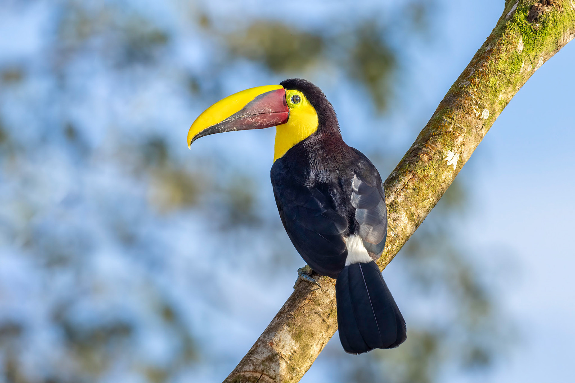 Black-mandibled toucan | © Kenneth Vargas