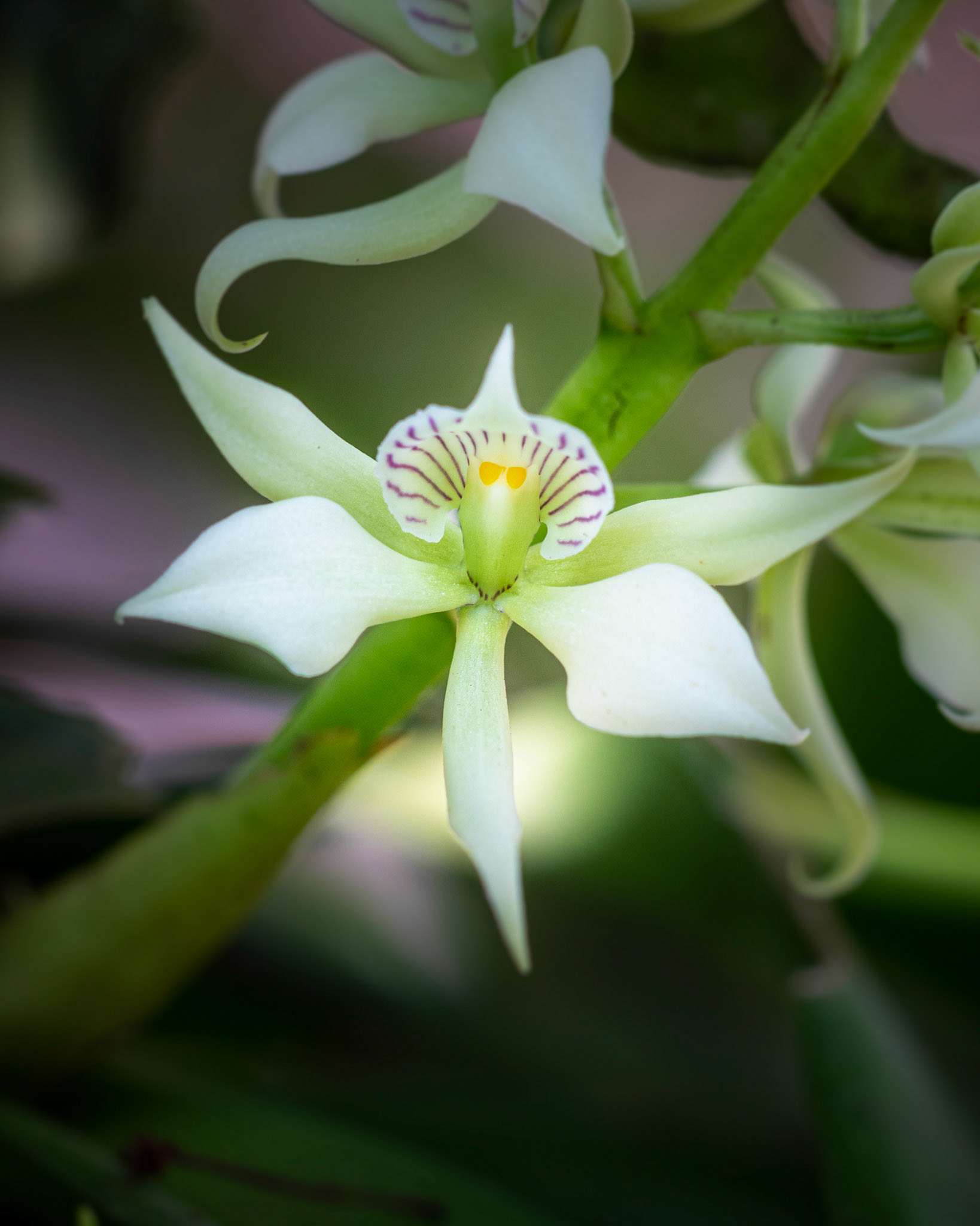 Encicyclia chaocensis | © Kenneth Vargas