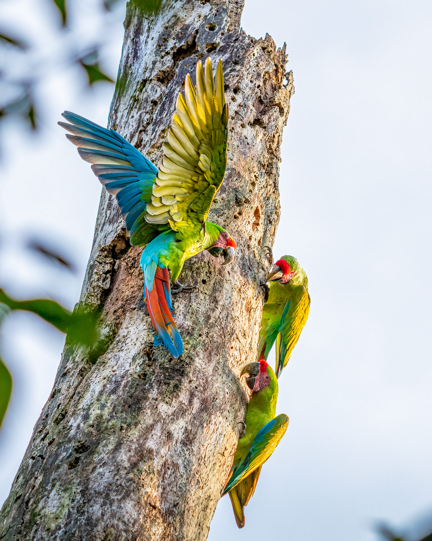 Great green macaw | © Kenneth Vargas