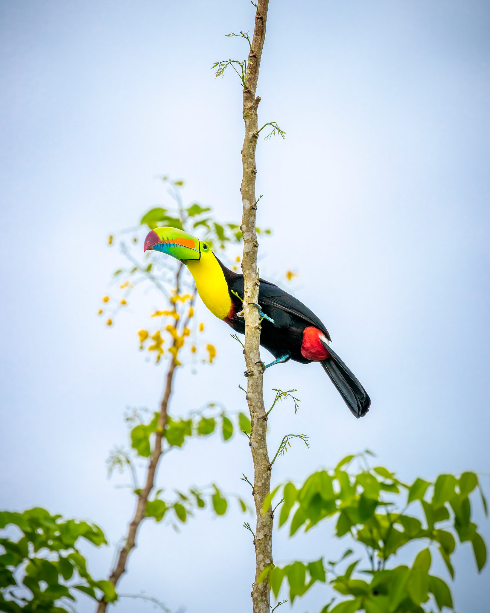 Keel-billed toucan | © Kenneth Vargas