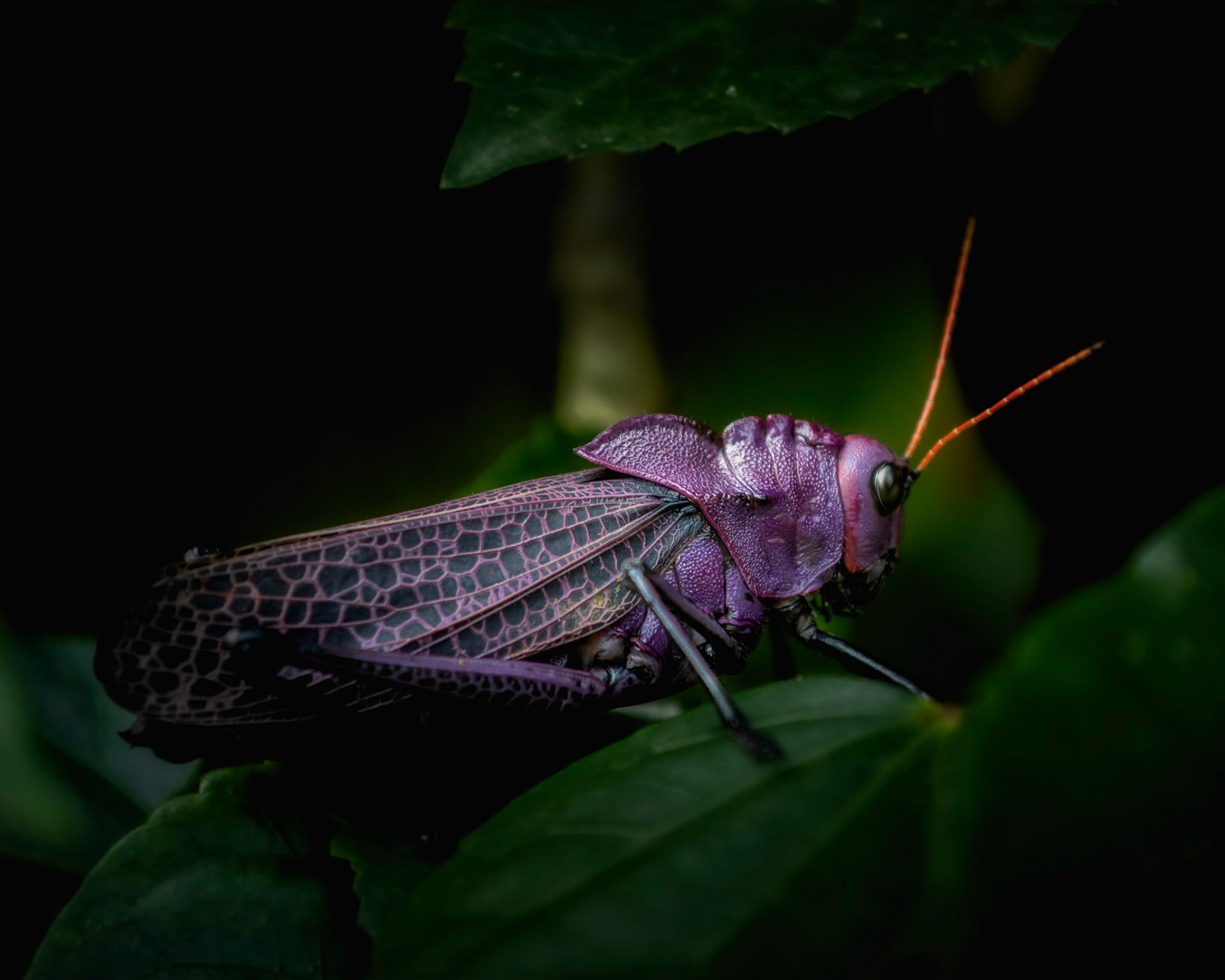 Lubber grasshopper | © Kenneth Vargas