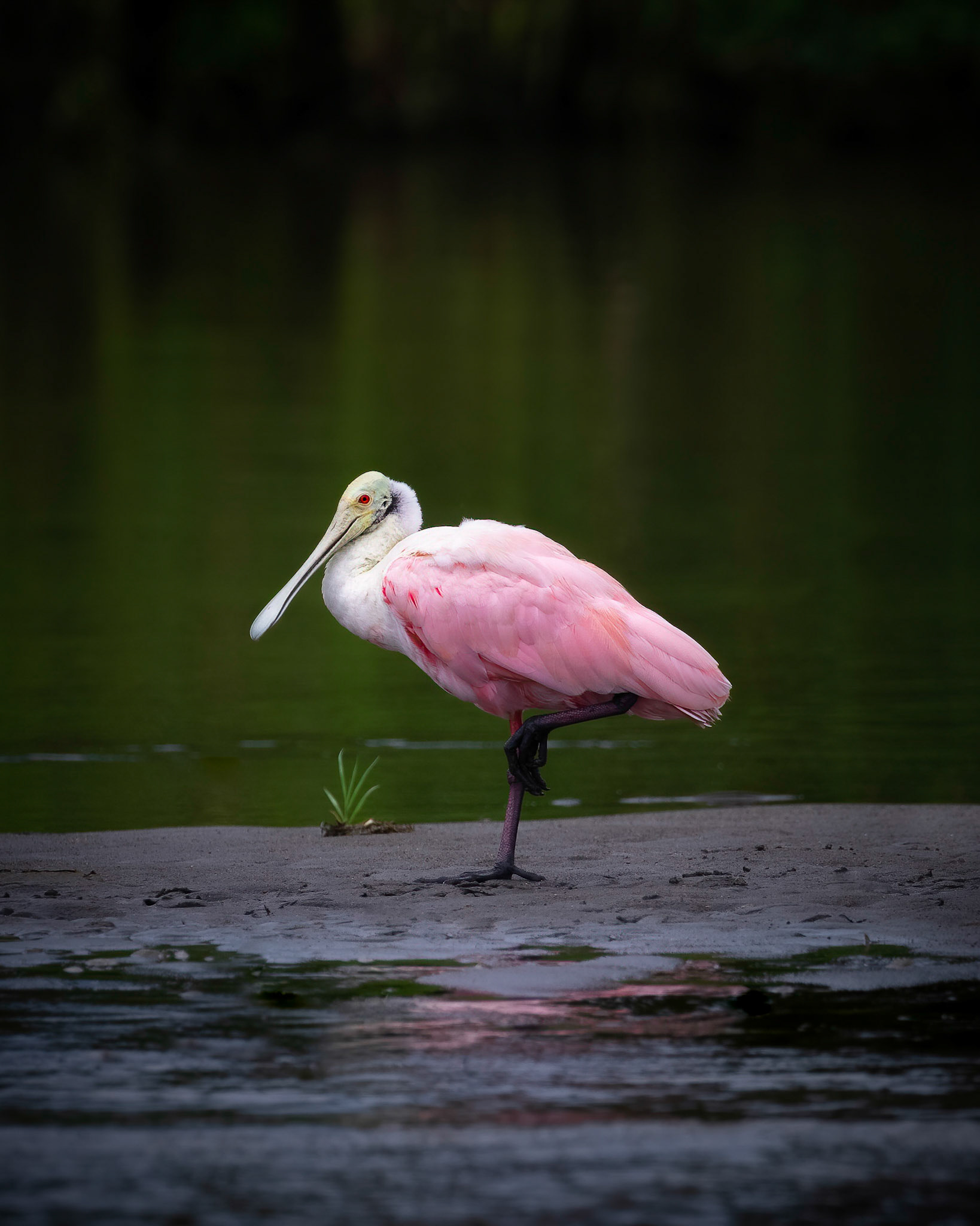 Roseate spoonbill | © Kenneth Vargas