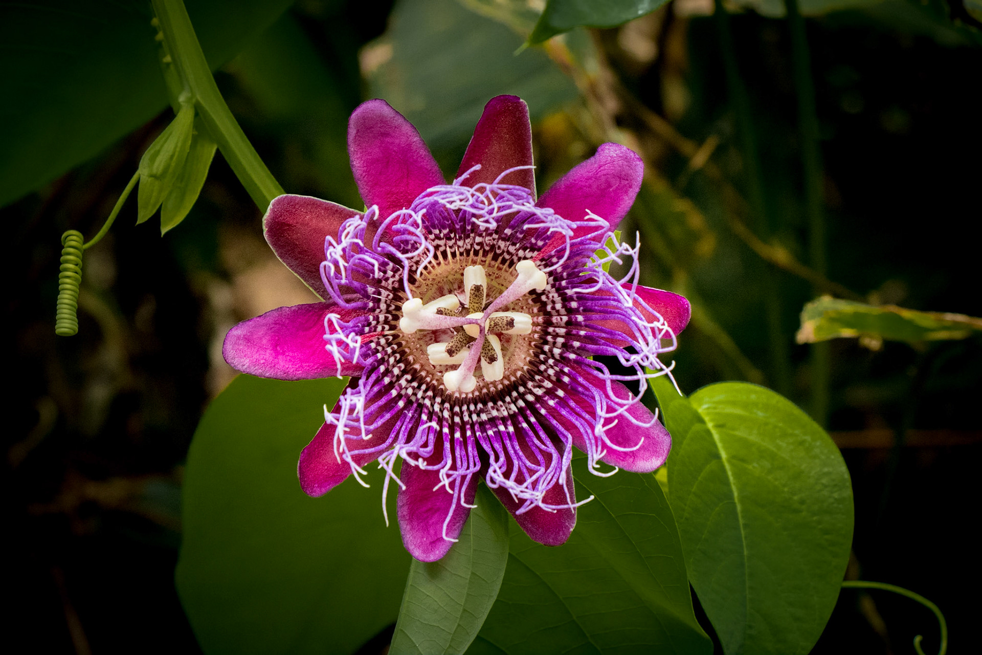Passion flower | © Kenneth Vargas