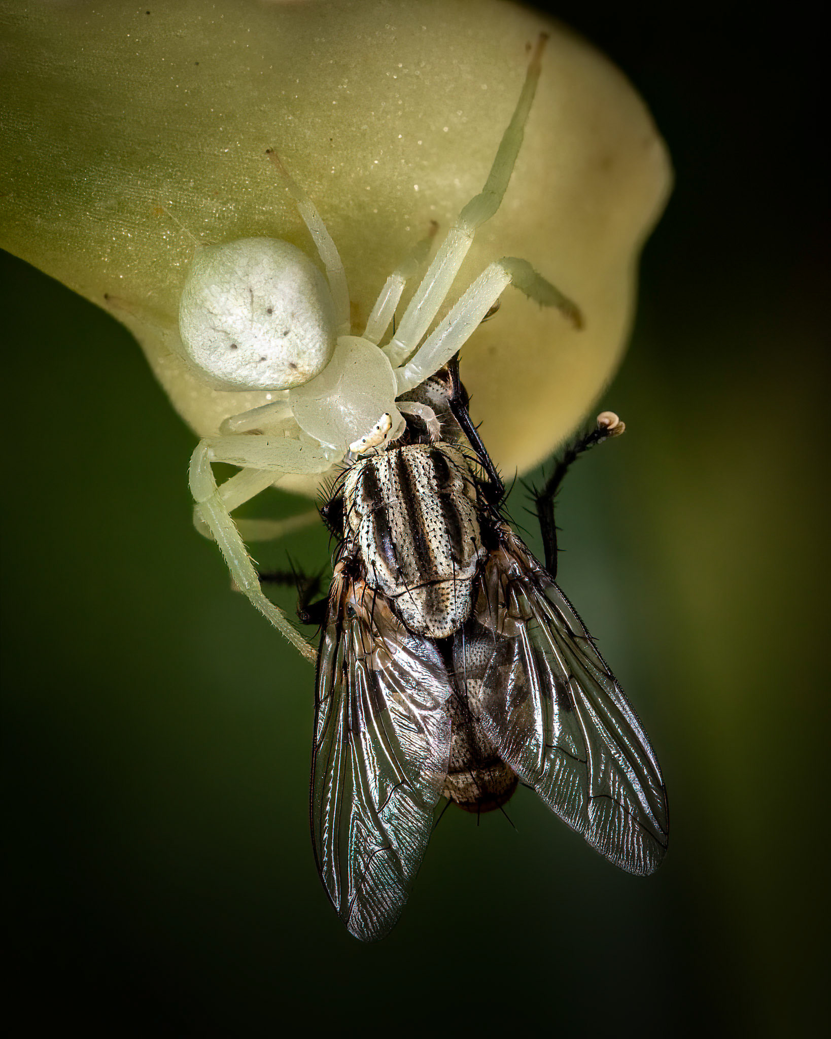 Crab spider | © Kenneth Vargas