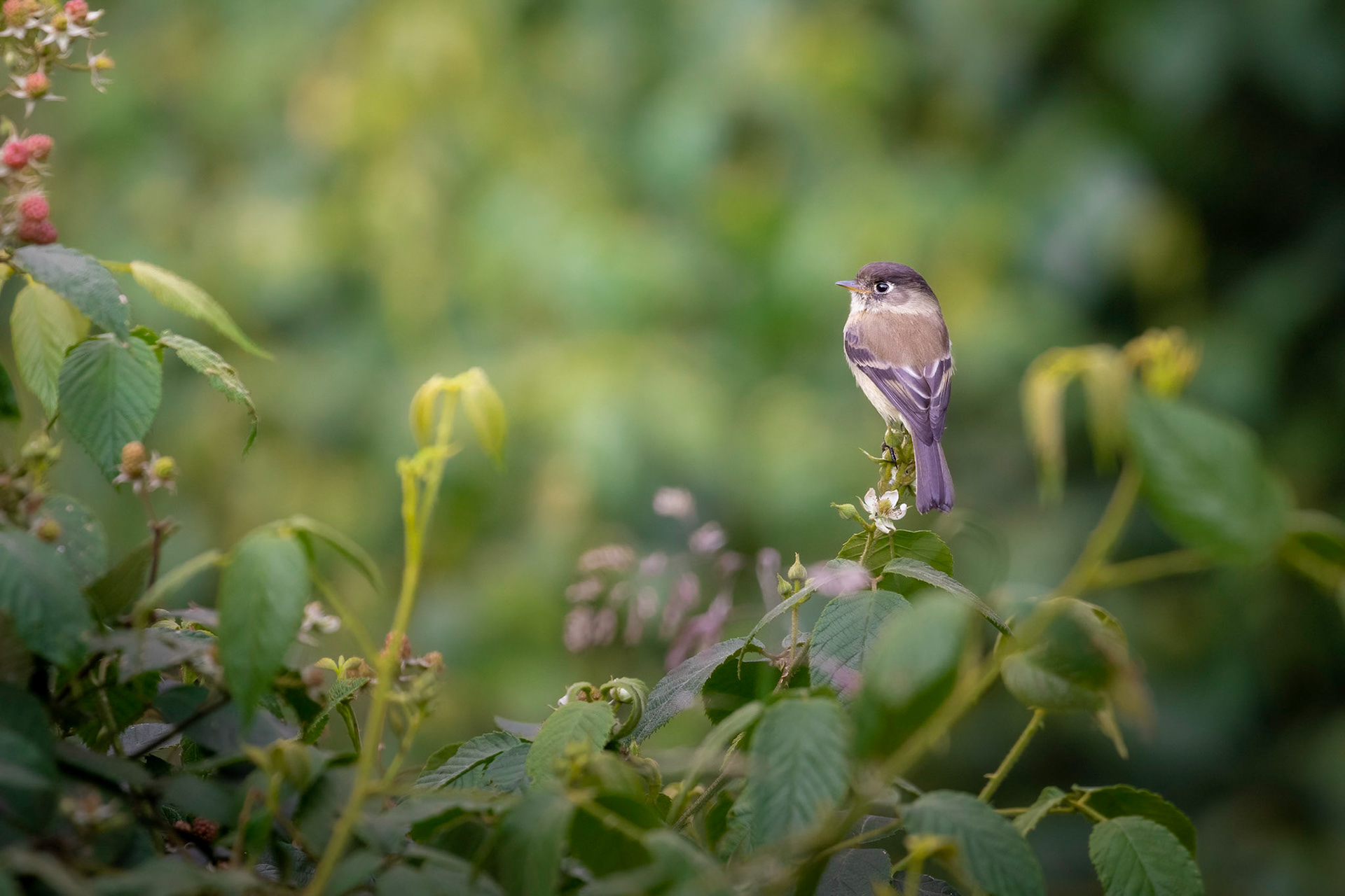 Black-caped flycatcher | © Kenneth Vargas