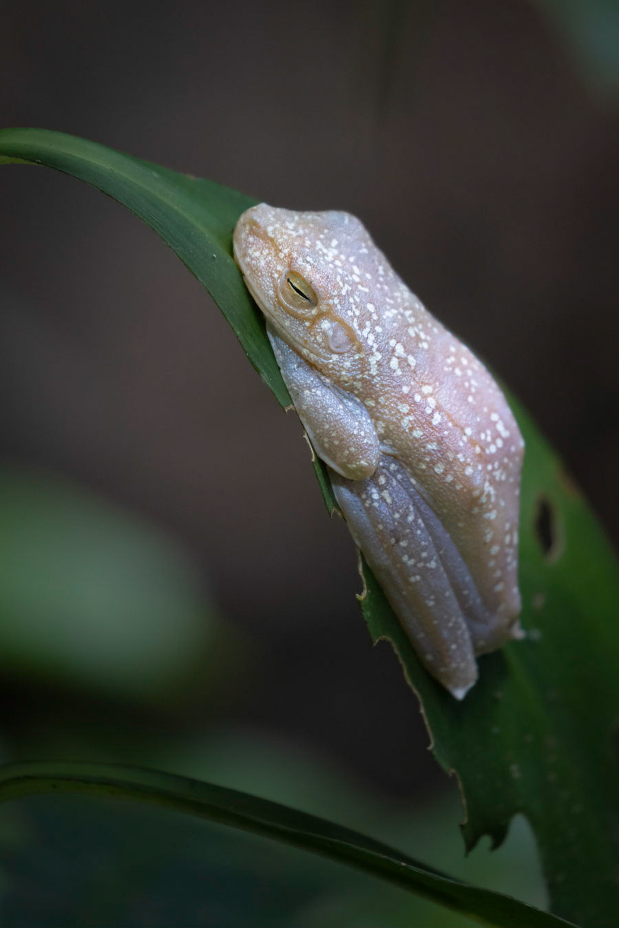 Red-webbed tree frog | © Kenneth Vargas