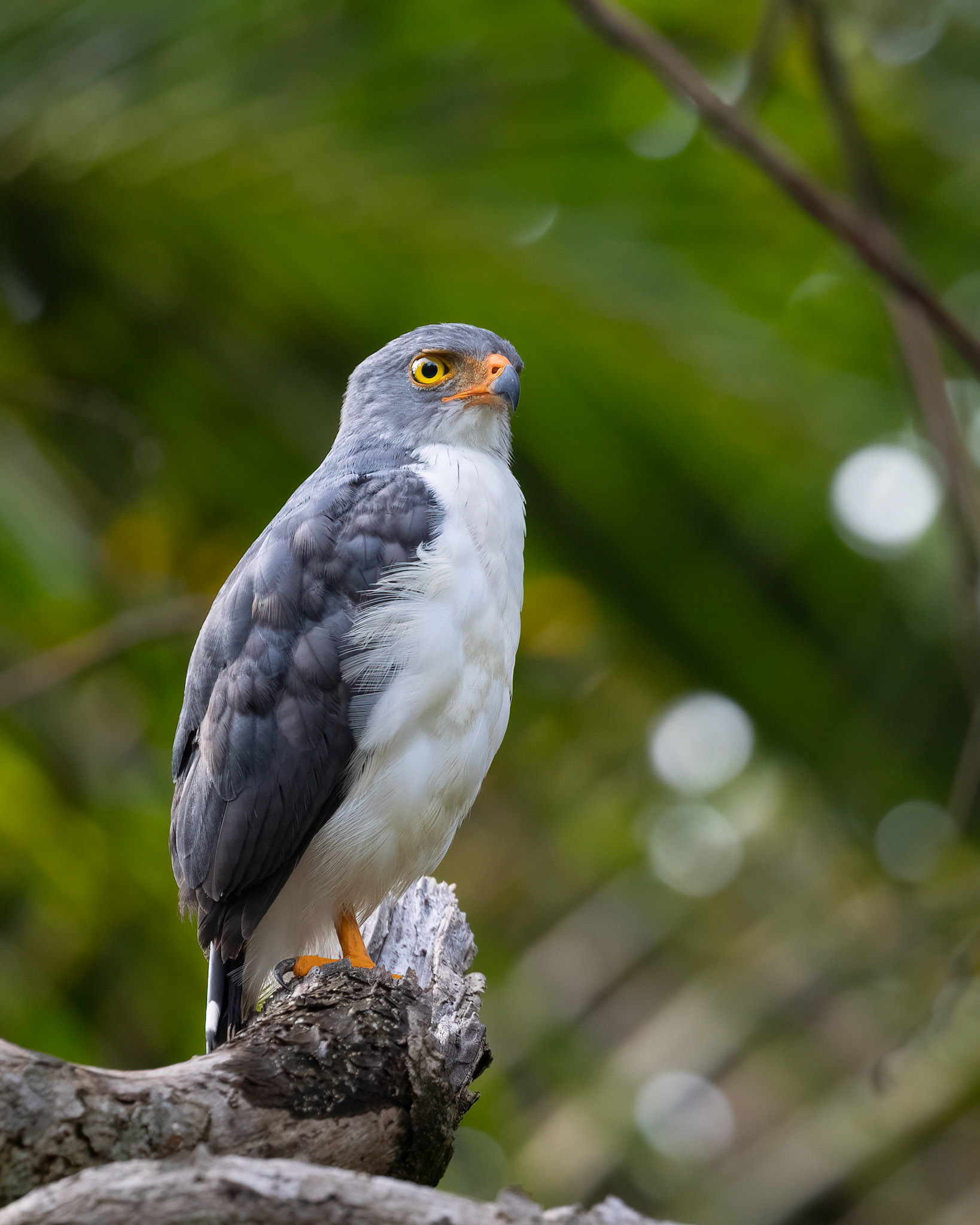 Semiplumbeous hawk | © Kenneth Vargas