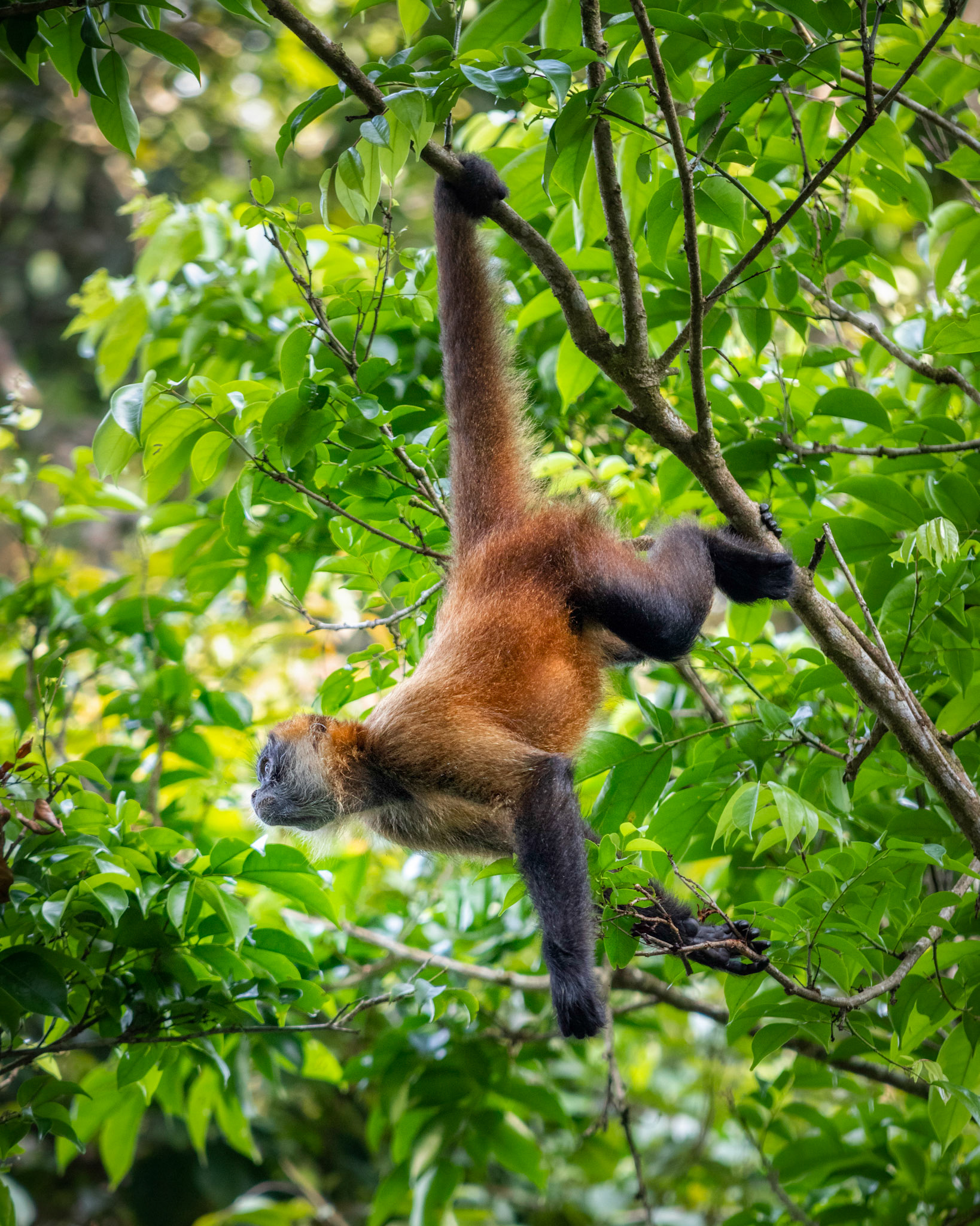 Spider monkey | © Kenneth Vargas