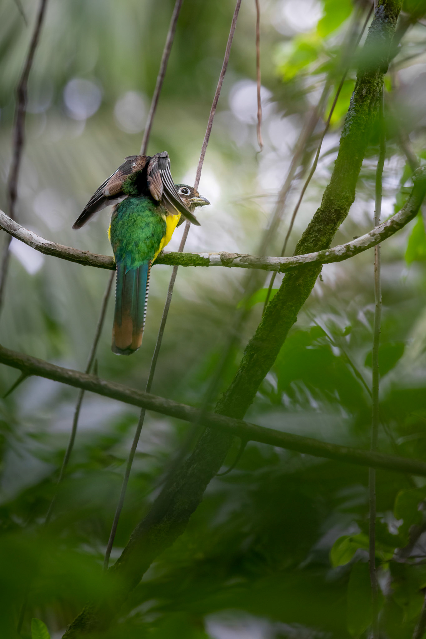 Black-throated trogon | © Kenneth Vargas