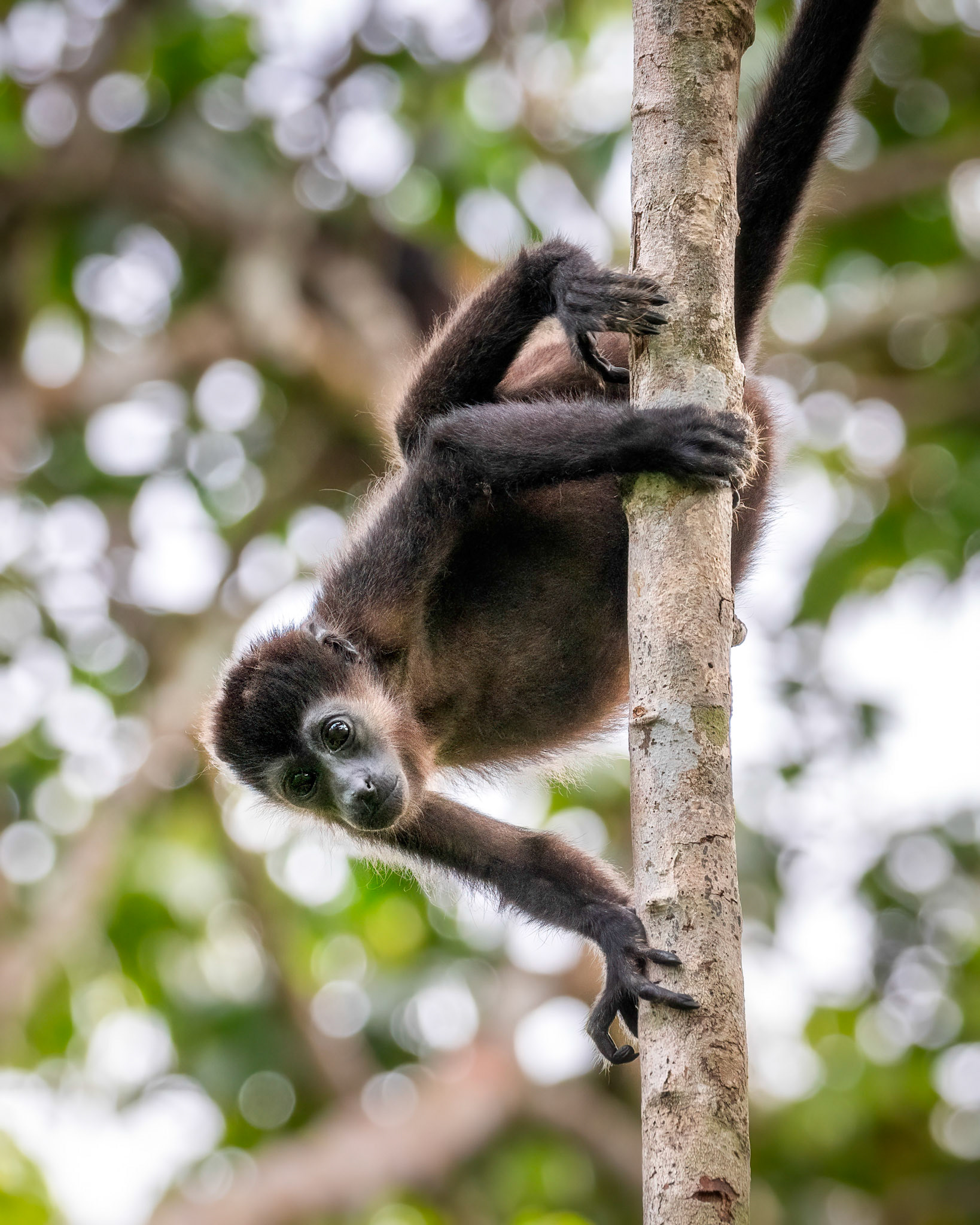 Howler monkey | © Kenneth Vargas