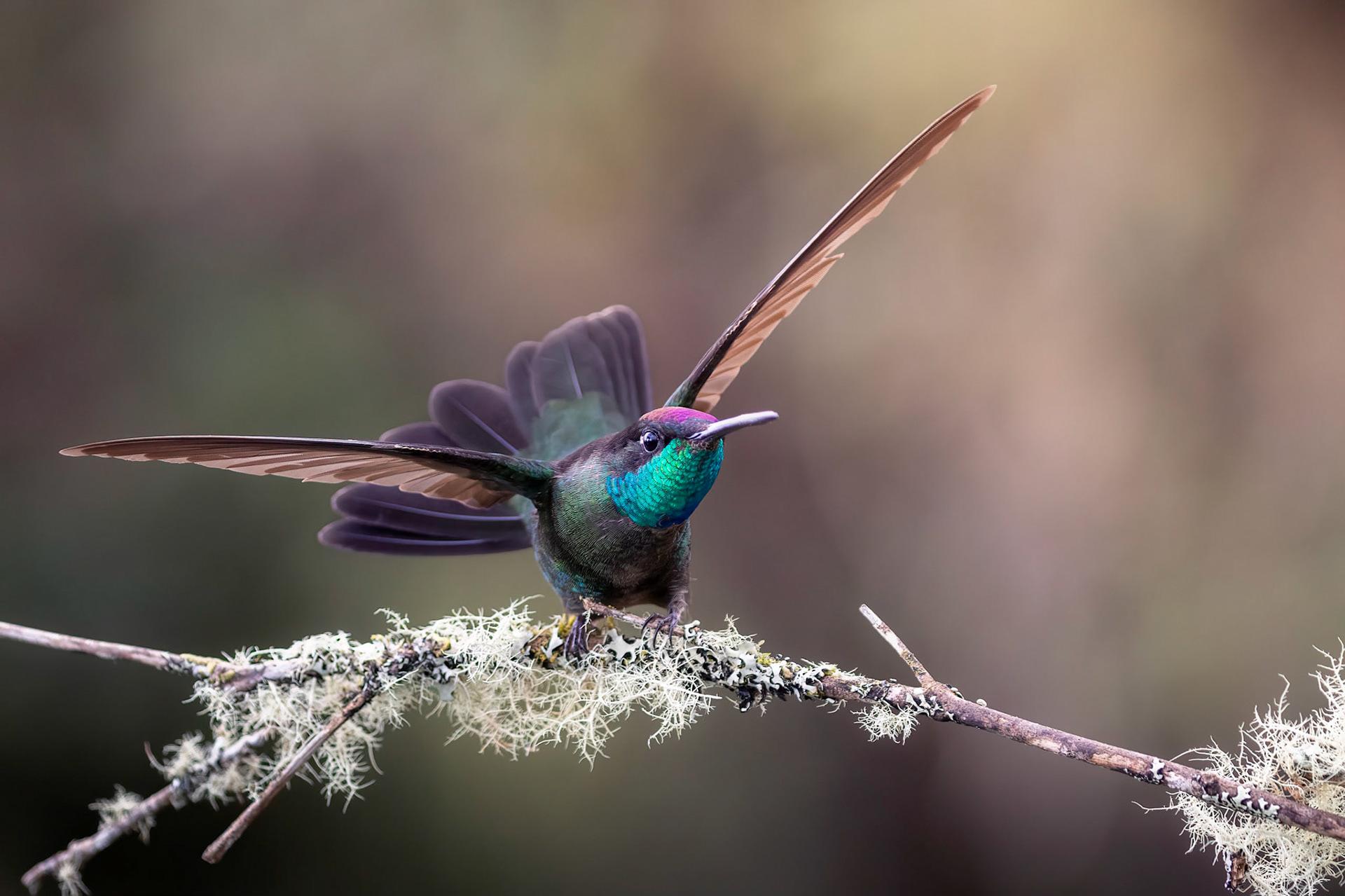Talamanca hummingbird | © Kenneth Vargas