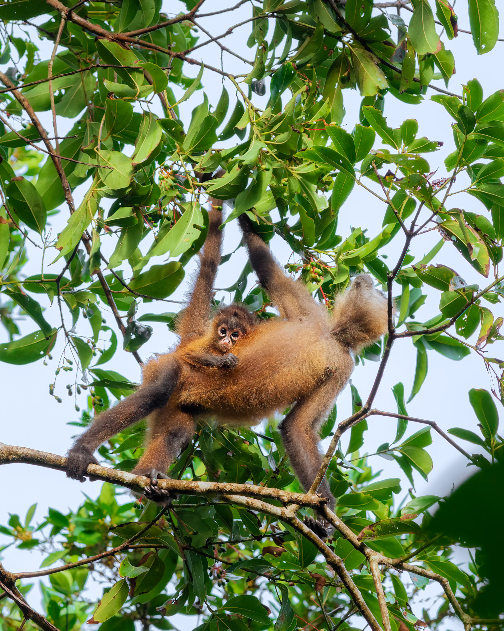 Spider monkey | © Kenneth Vargas