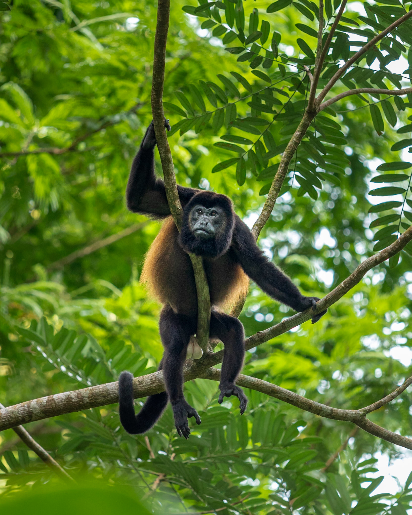Mantled Howler monkey | © Kenneth Vargas