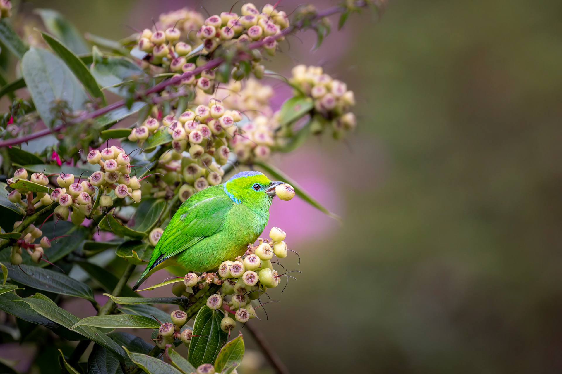 Golden-browed chlorophonia | © Kenneth Vargas