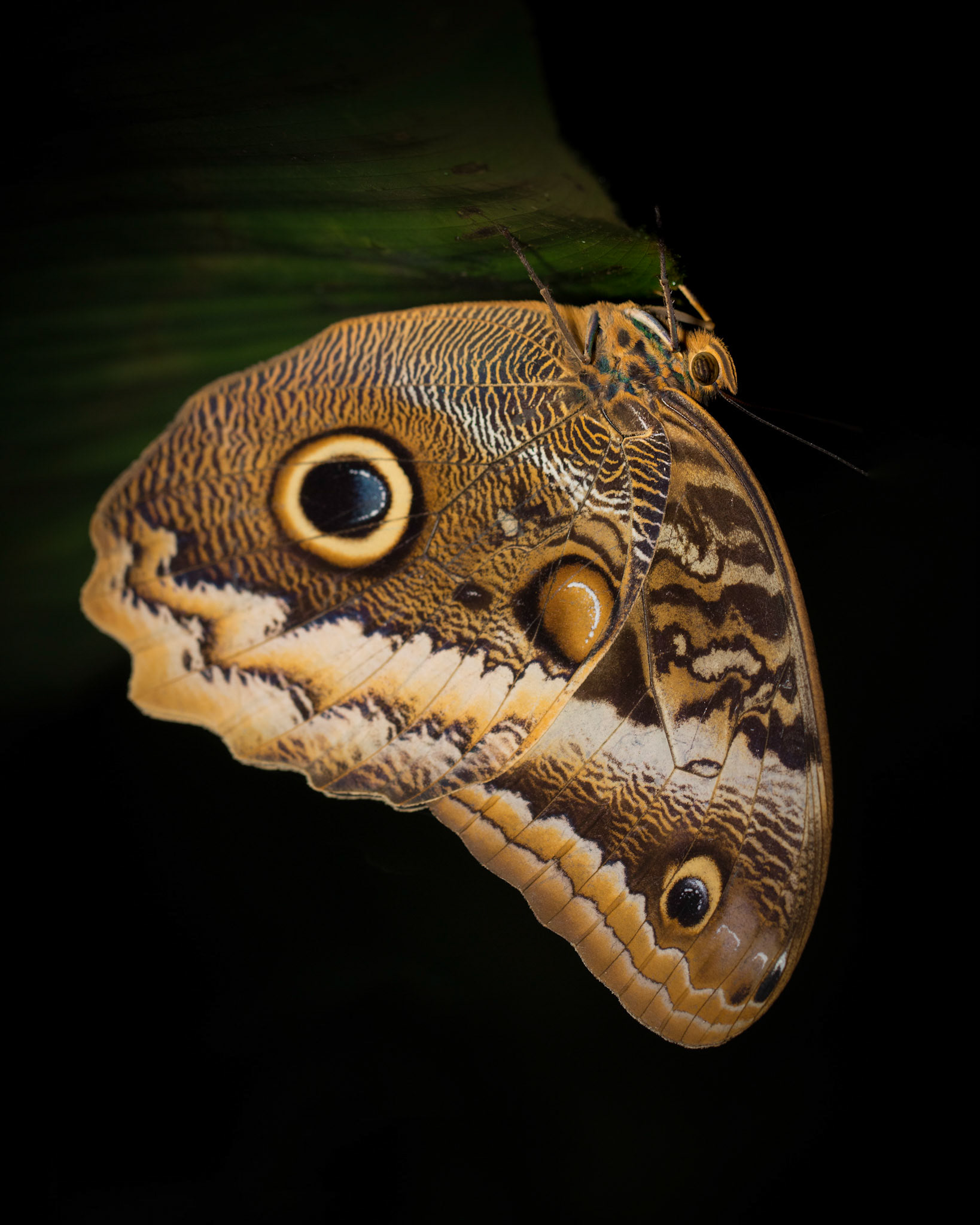 Banded owl butterfly | © Kenneth Vargas