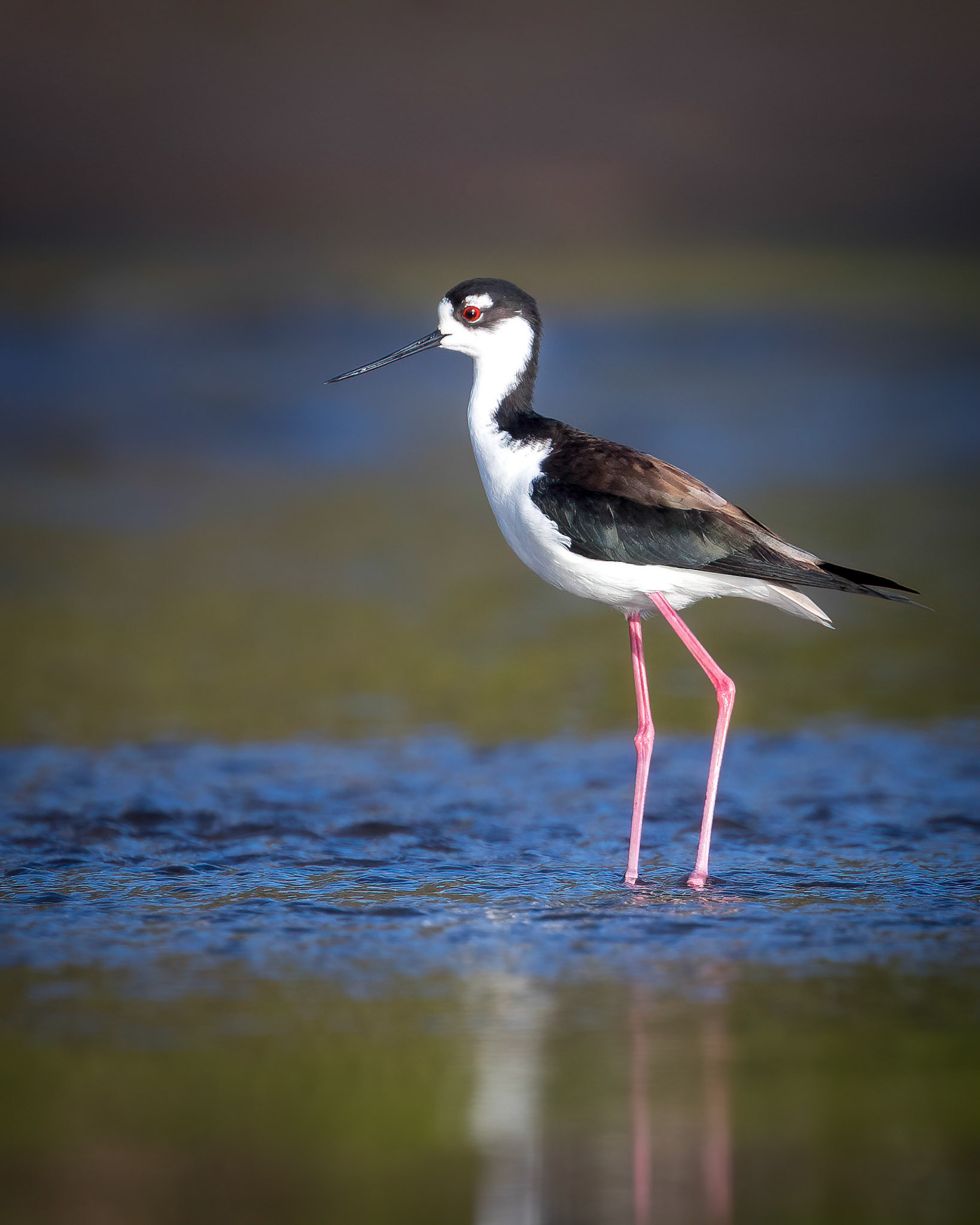 Black-necked stilt | © Kenneth Vargas