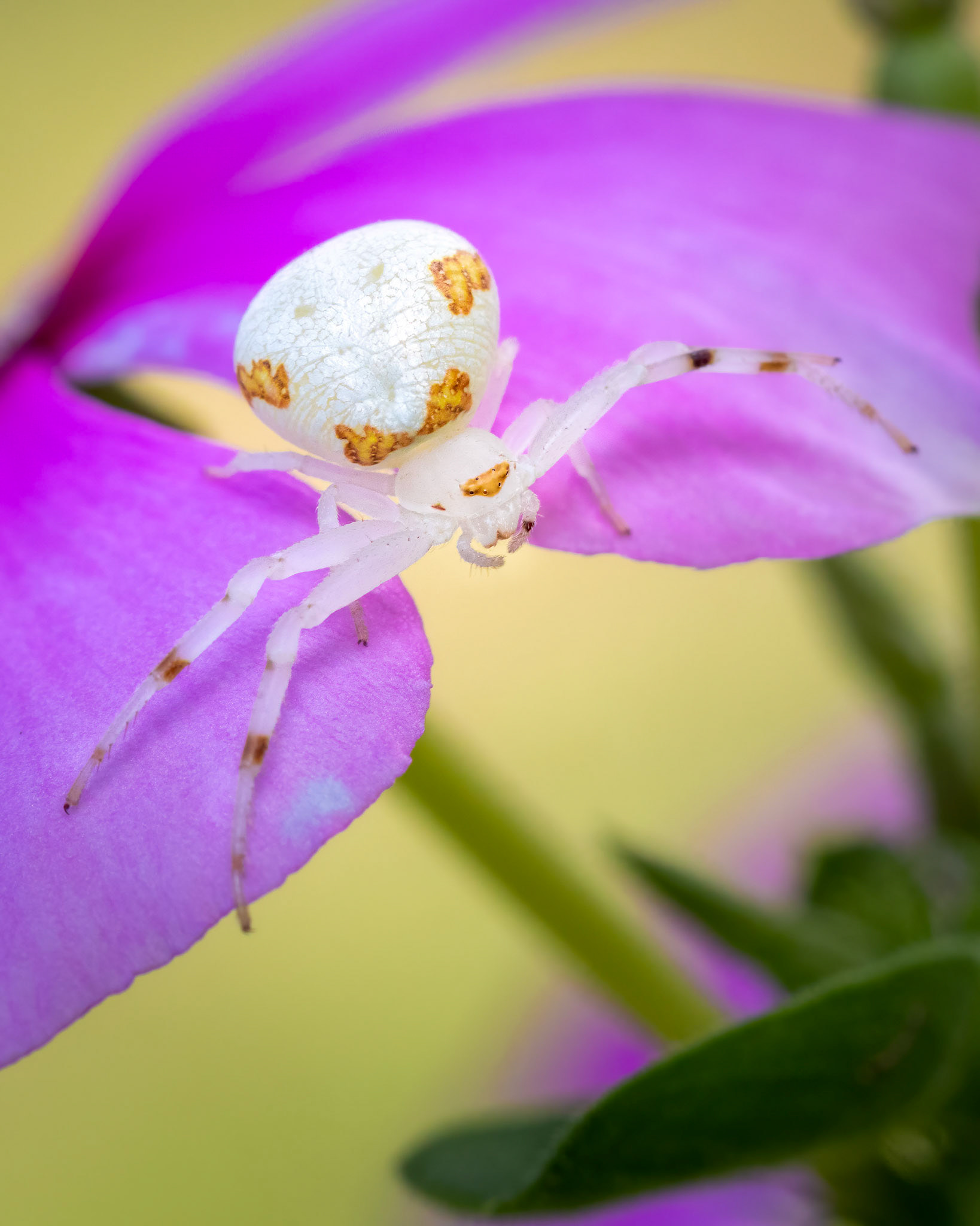 Crab spider | © Kenneth Vargas