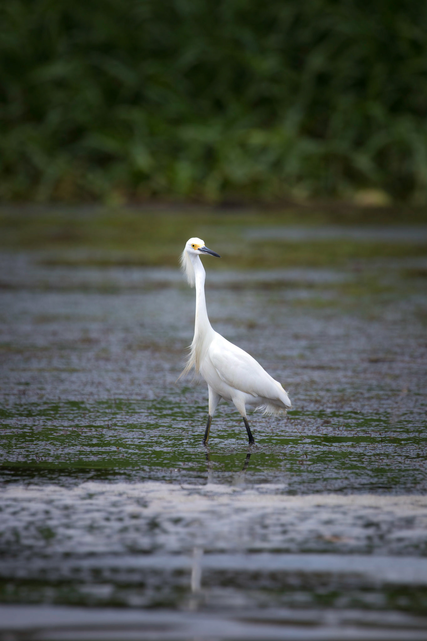 Snowy egret | © Kenneth Vargas